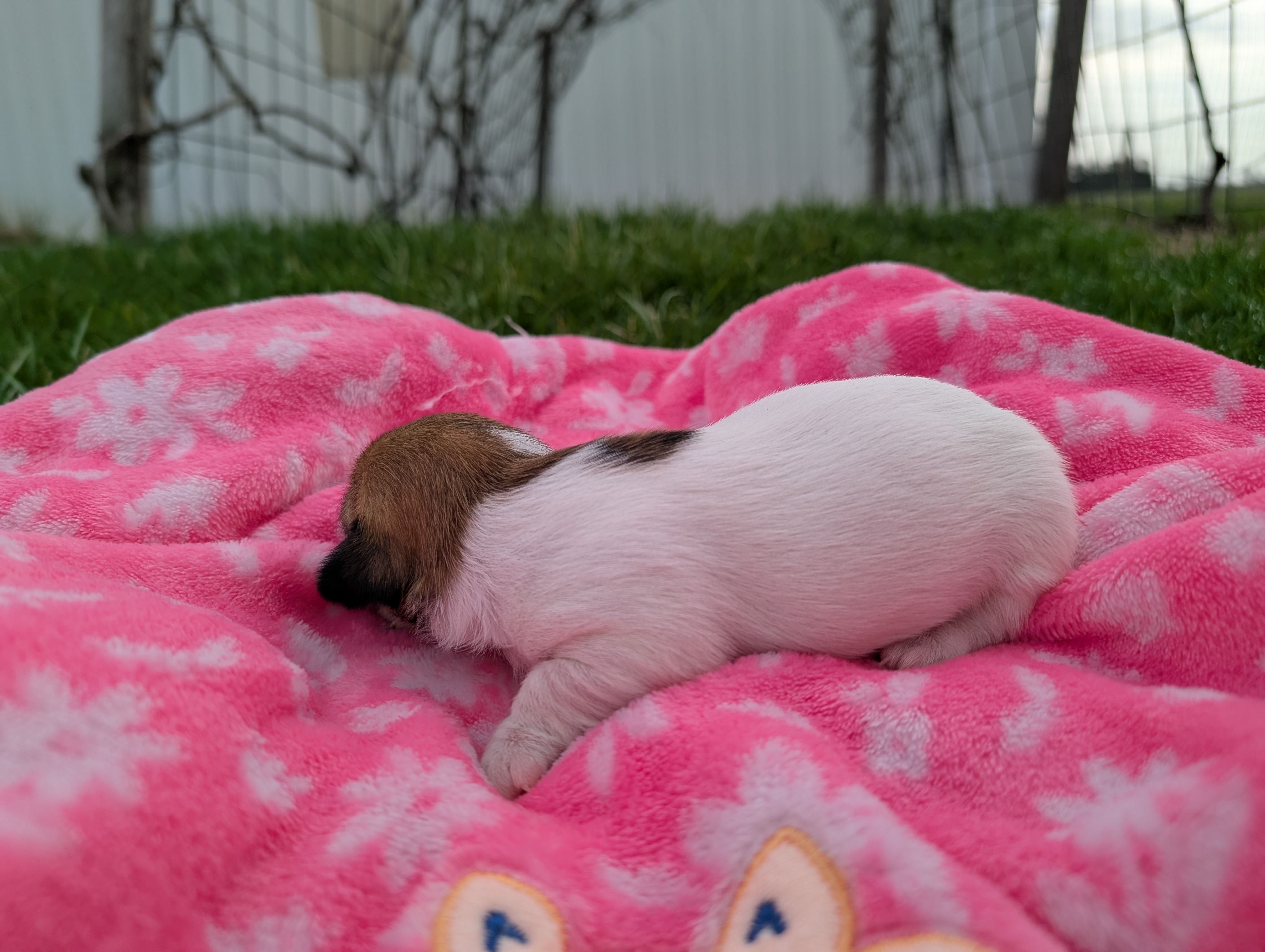 Rosey, a female Jack Russell Terrier for sale in Paulding, OH – Photo 5 of 5