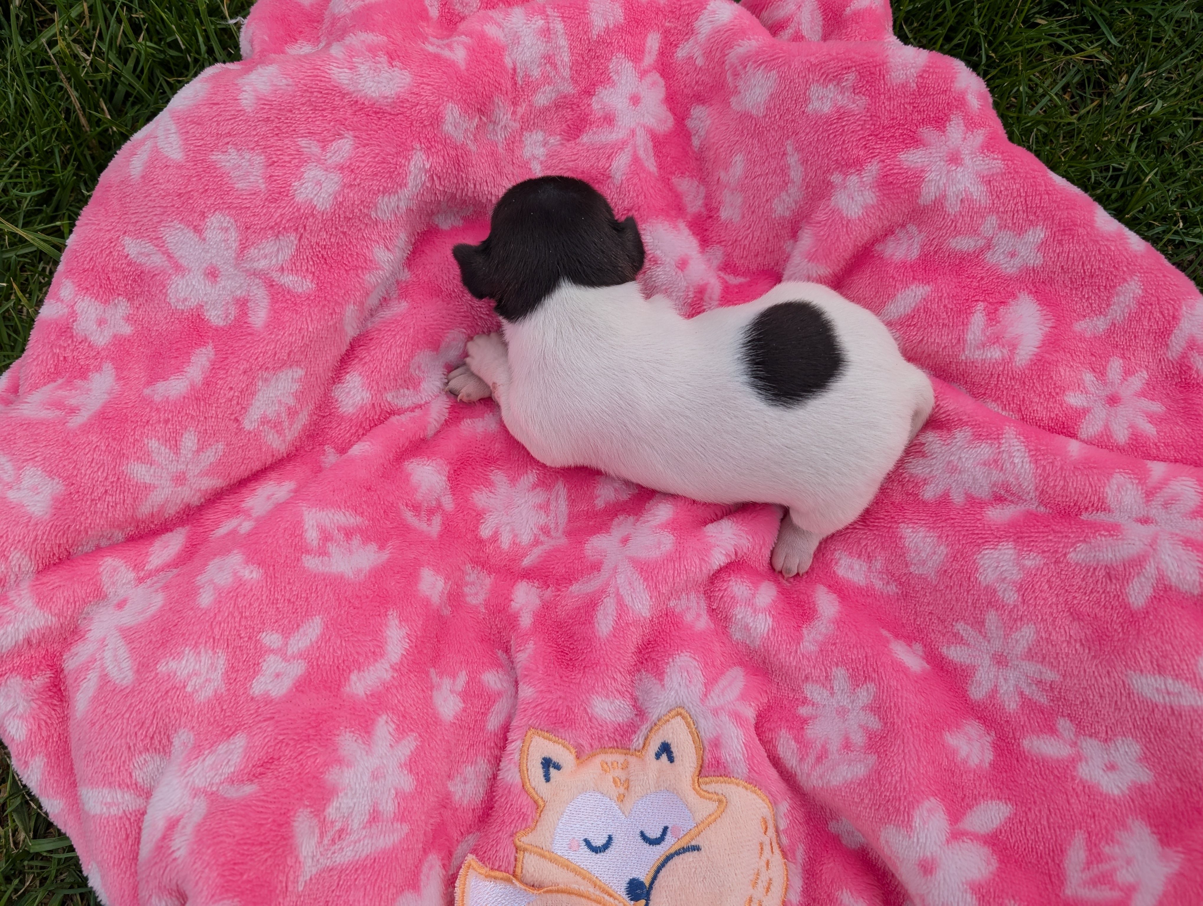 Millie, a female Jack Russell Terrier for sale in Paulding, OH – Photo 3 of 3