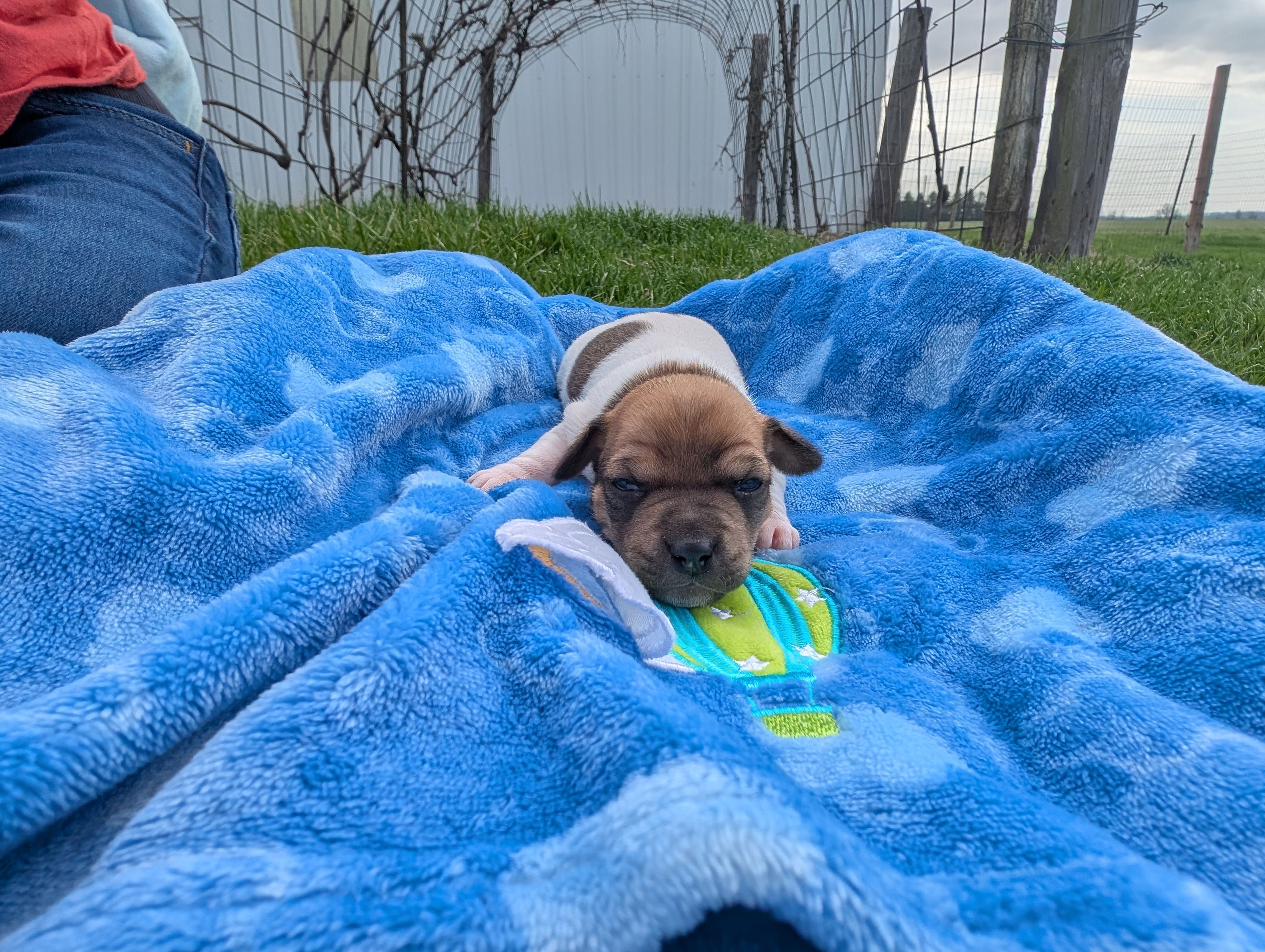 Ranger – Jack Russell Terrier puppy for sale in Paulding, OH