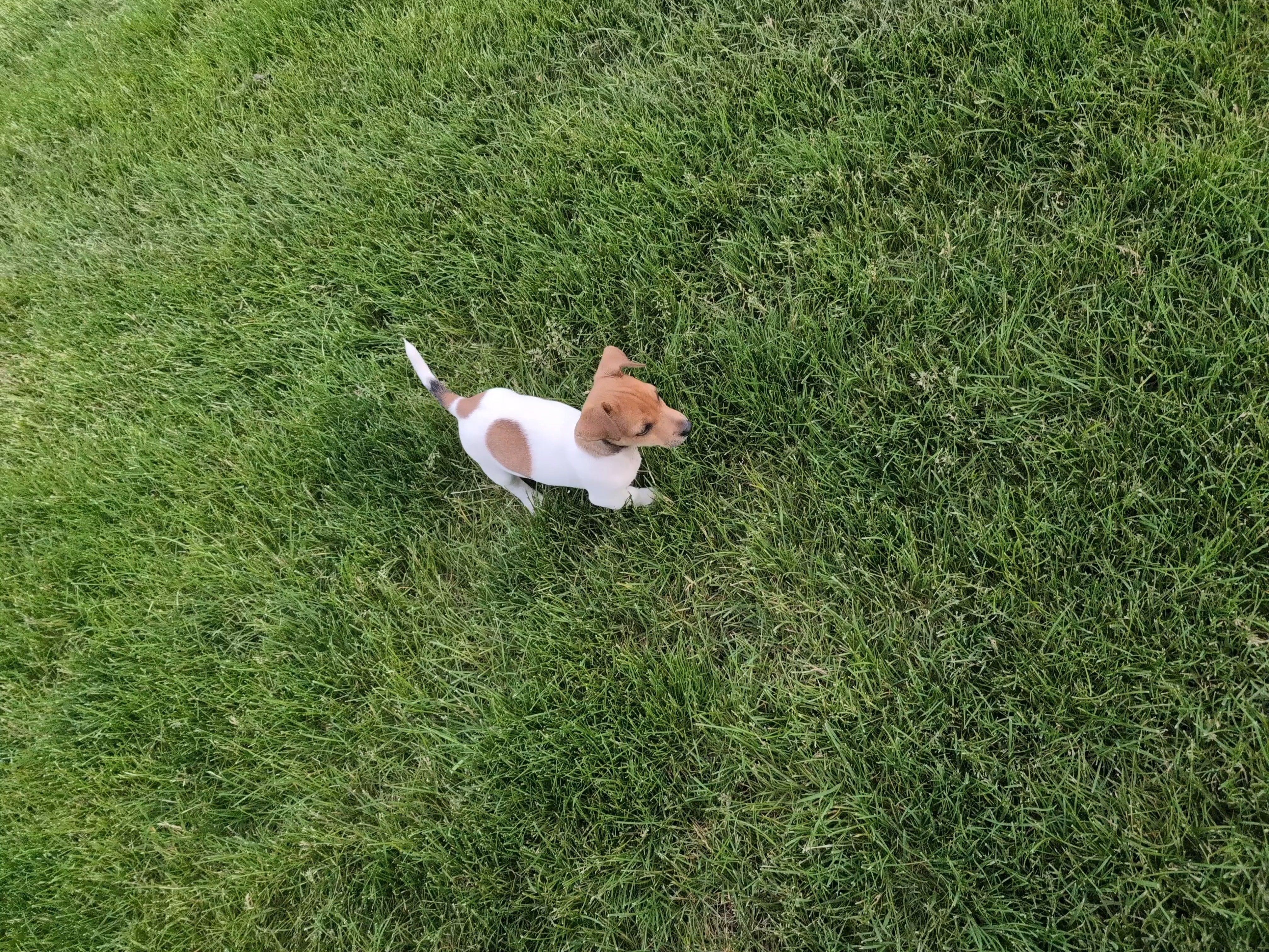 Ranger – Jack Russell Terrier puppy for sale in Paulding, OH