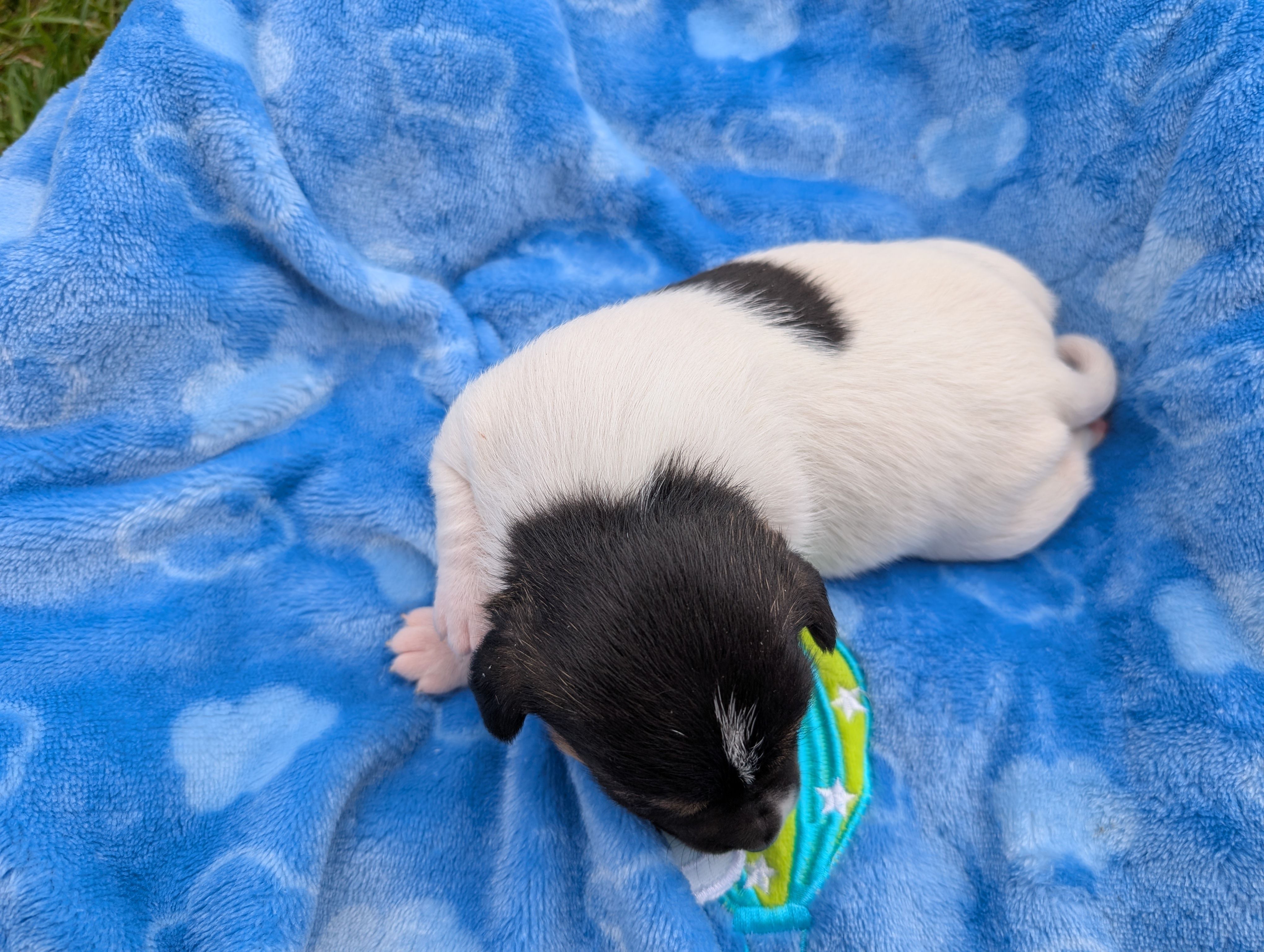 Cody, a male Jack Russell Terrier for sale in Paulding, OH – Photo 2 of 3