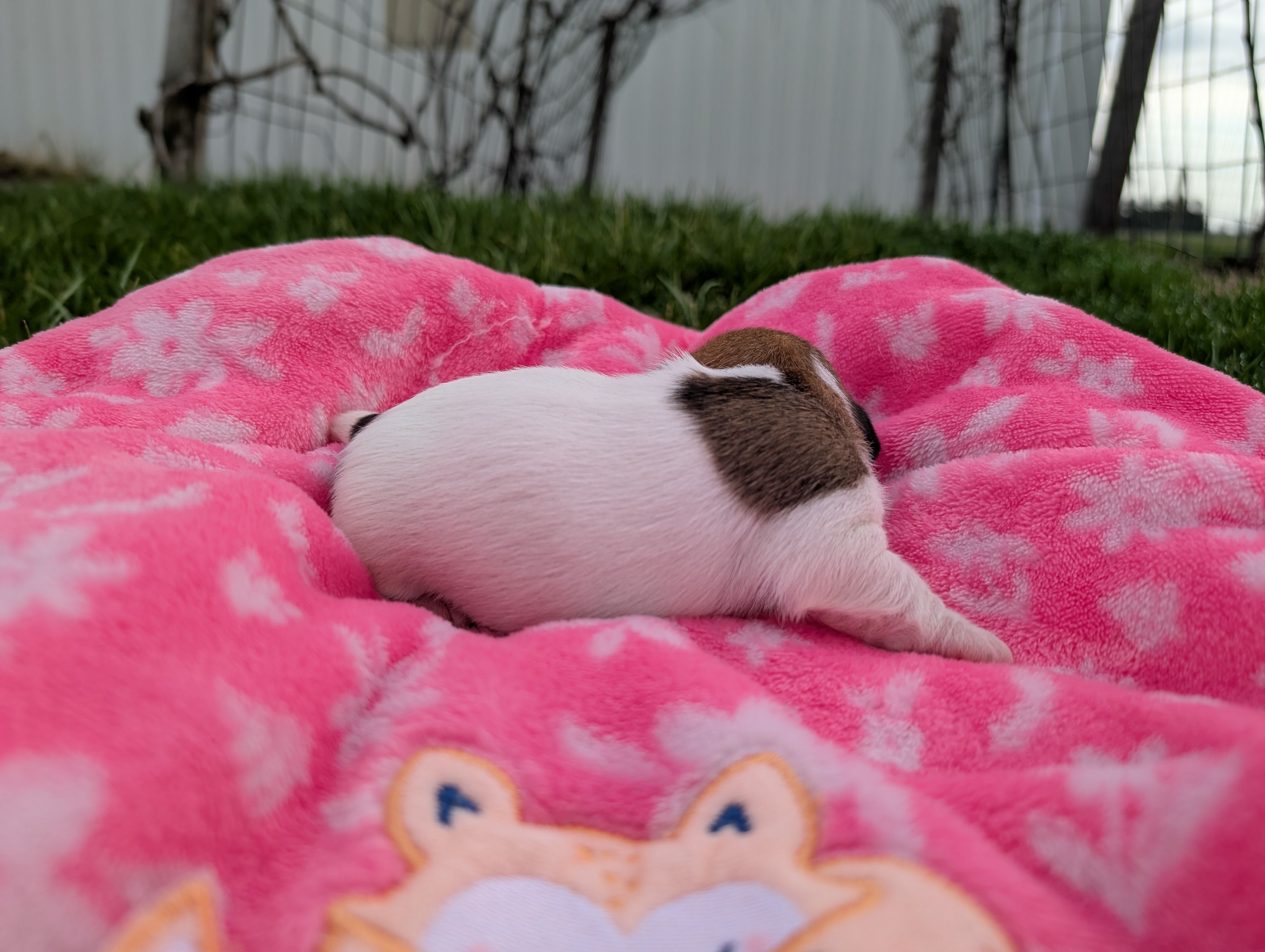 Rosey, a female Jack Russell Terrier for sale in Paulding, OH – Photo 4 of 5