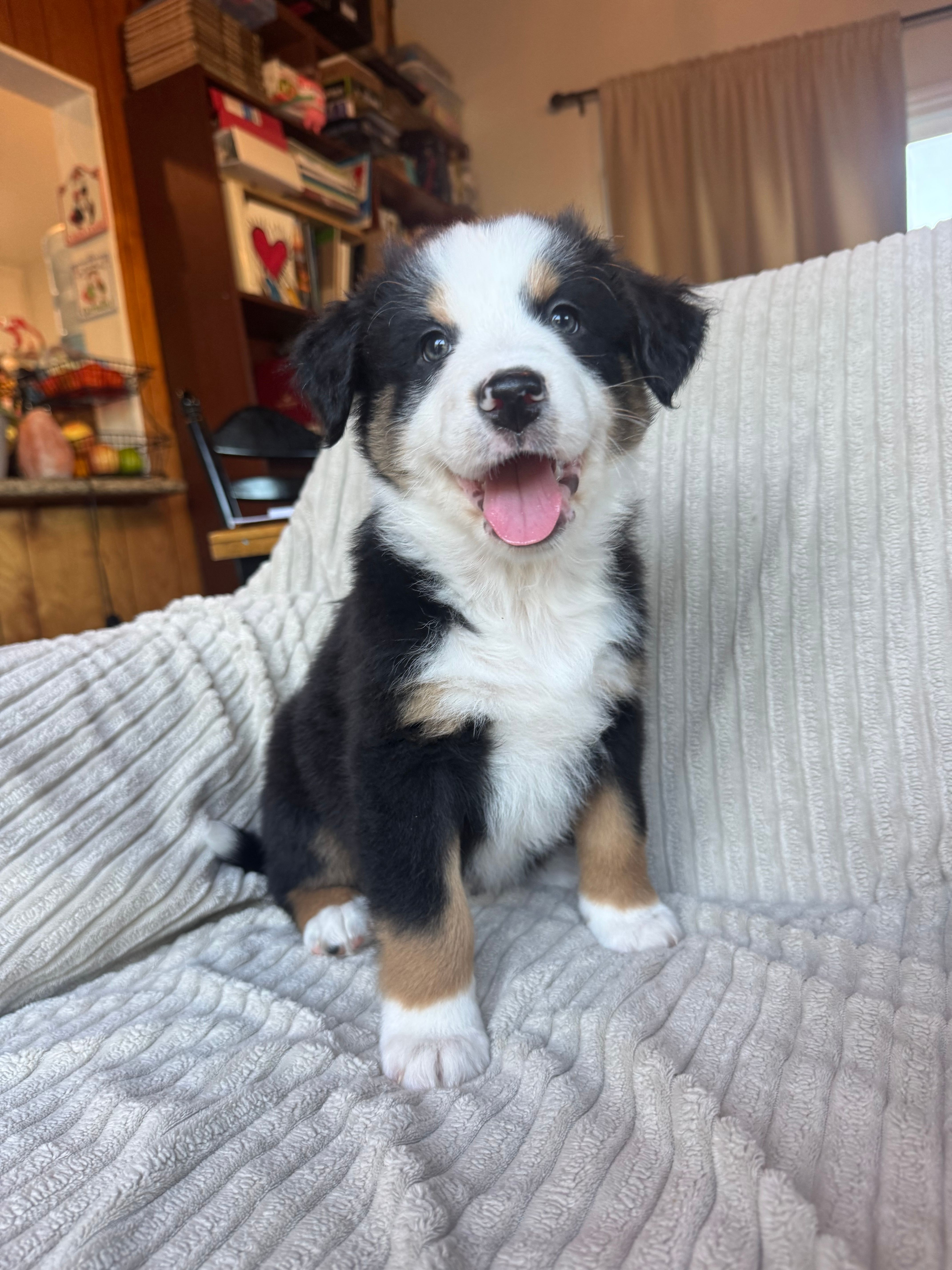 Rain – Australian Shepherd puppy for sale in Huntington Beach, CA