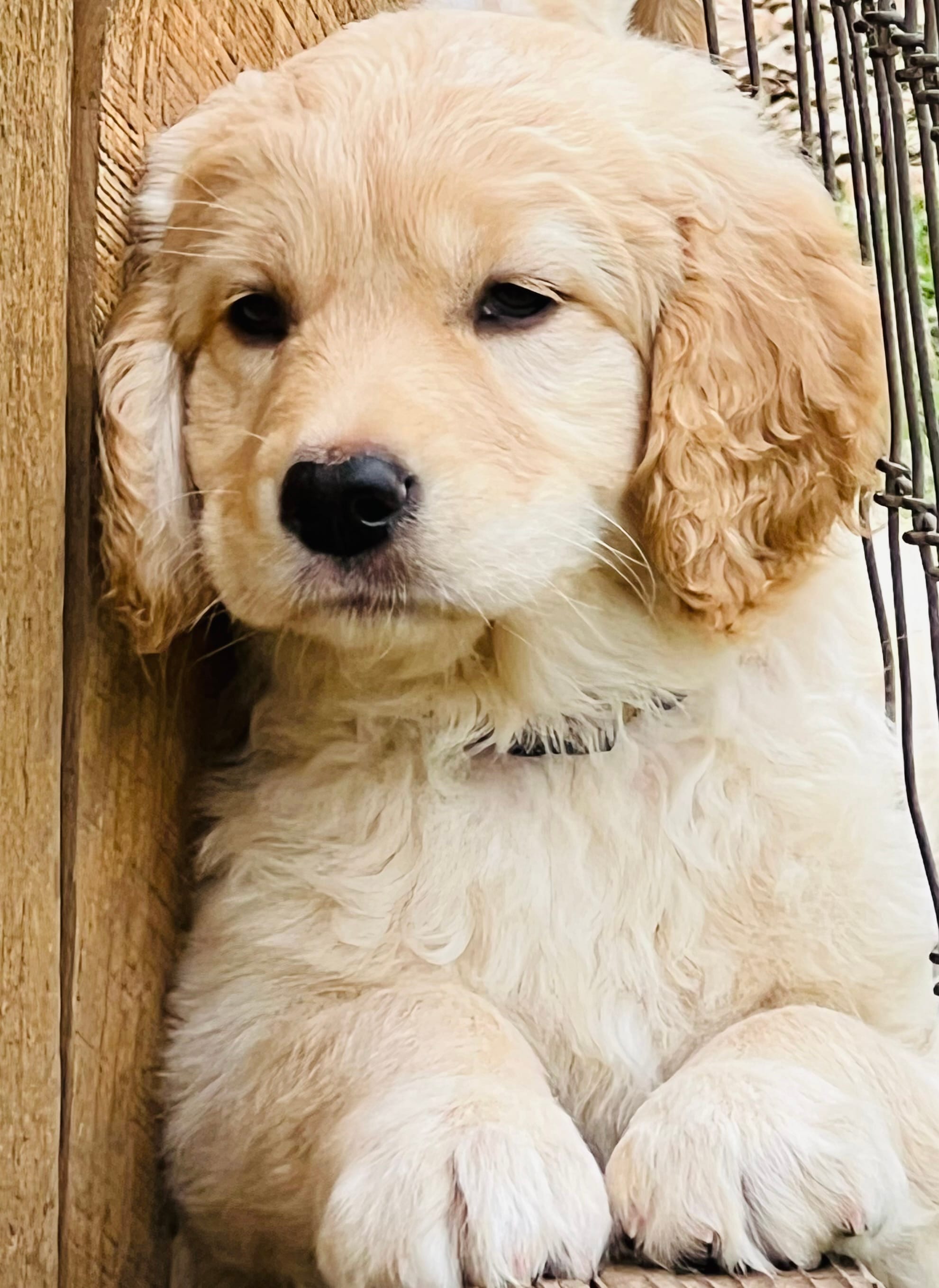 Charlotte – Great Pyrenees, Golden Retriever puppy for sale in Spring Branch, TX