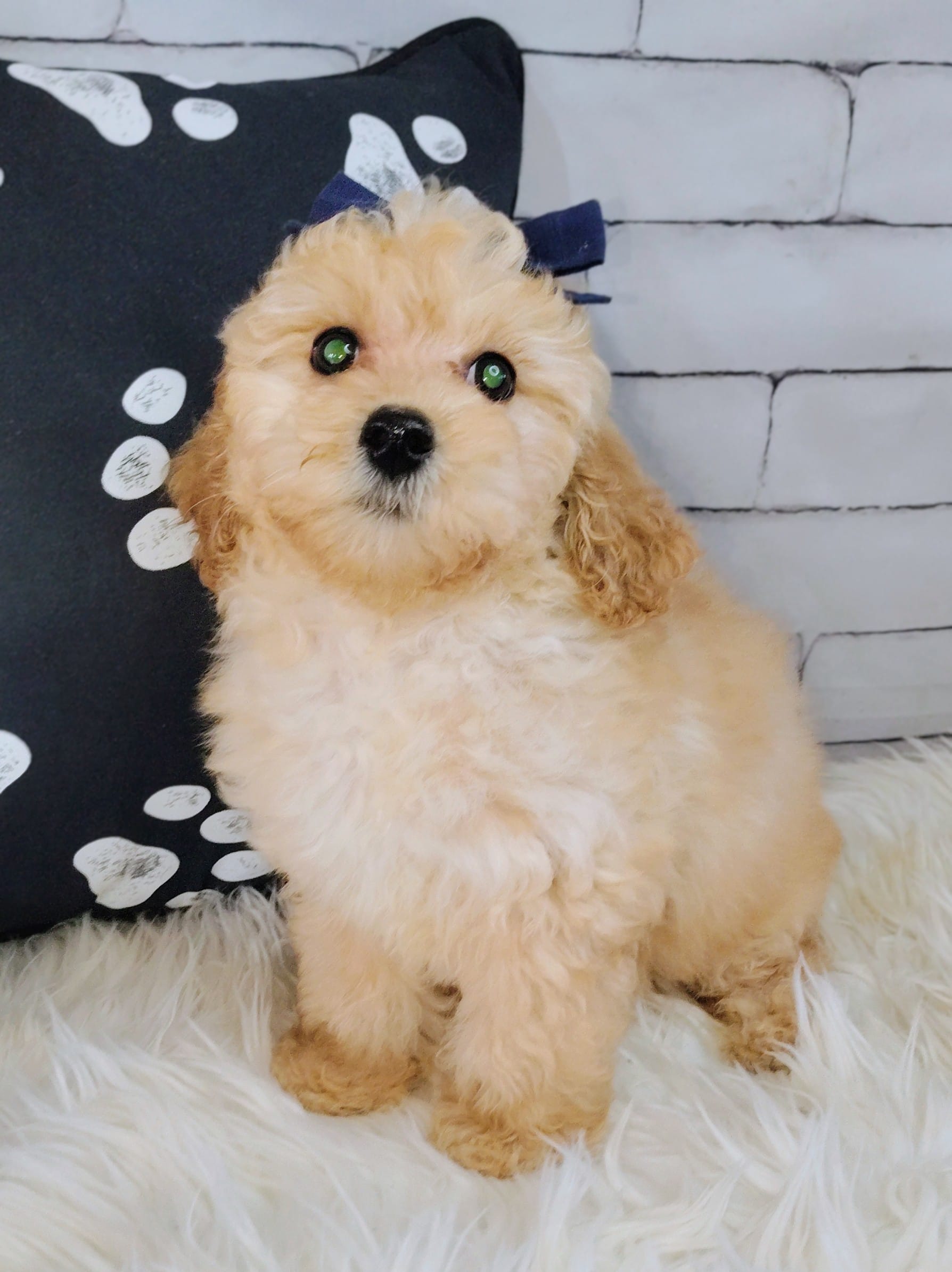 Candy-Micro Mini – Goldendoodle puppy for sale in Holden, MO