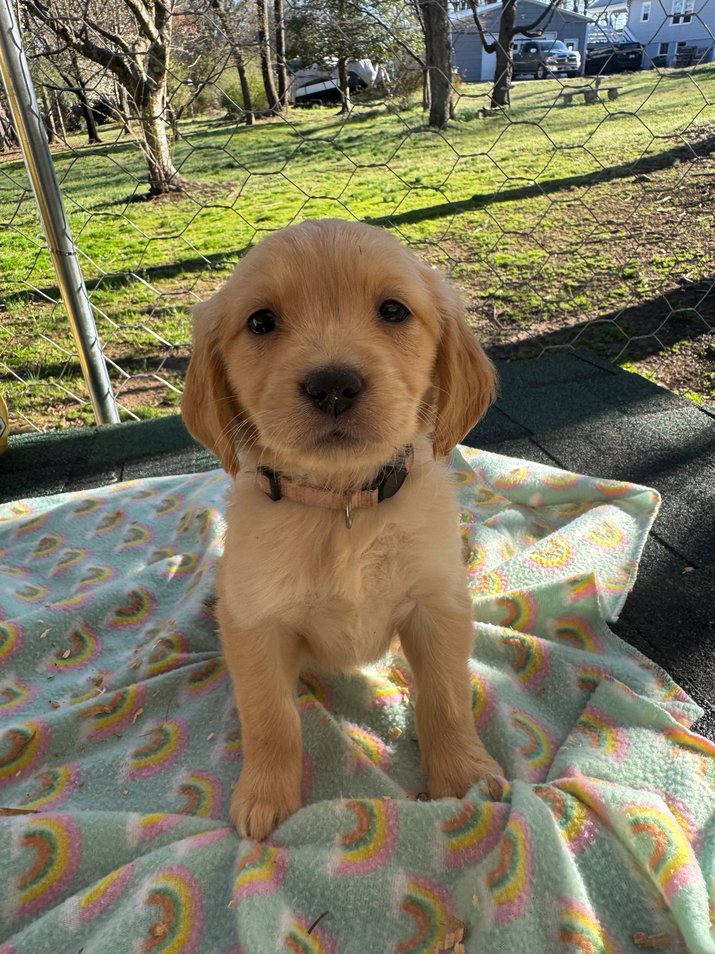 Cream collar  – Golden Retriever puppy for sale in Taylorsville, NC