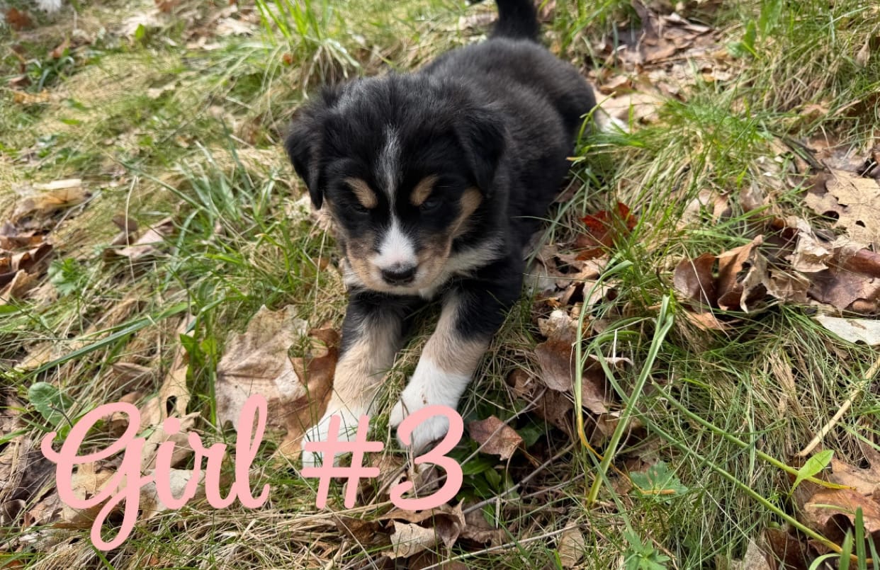 Puppy – Bernese Mountain Dog, Siberian Husky puppy for sale in Newaygo, MI