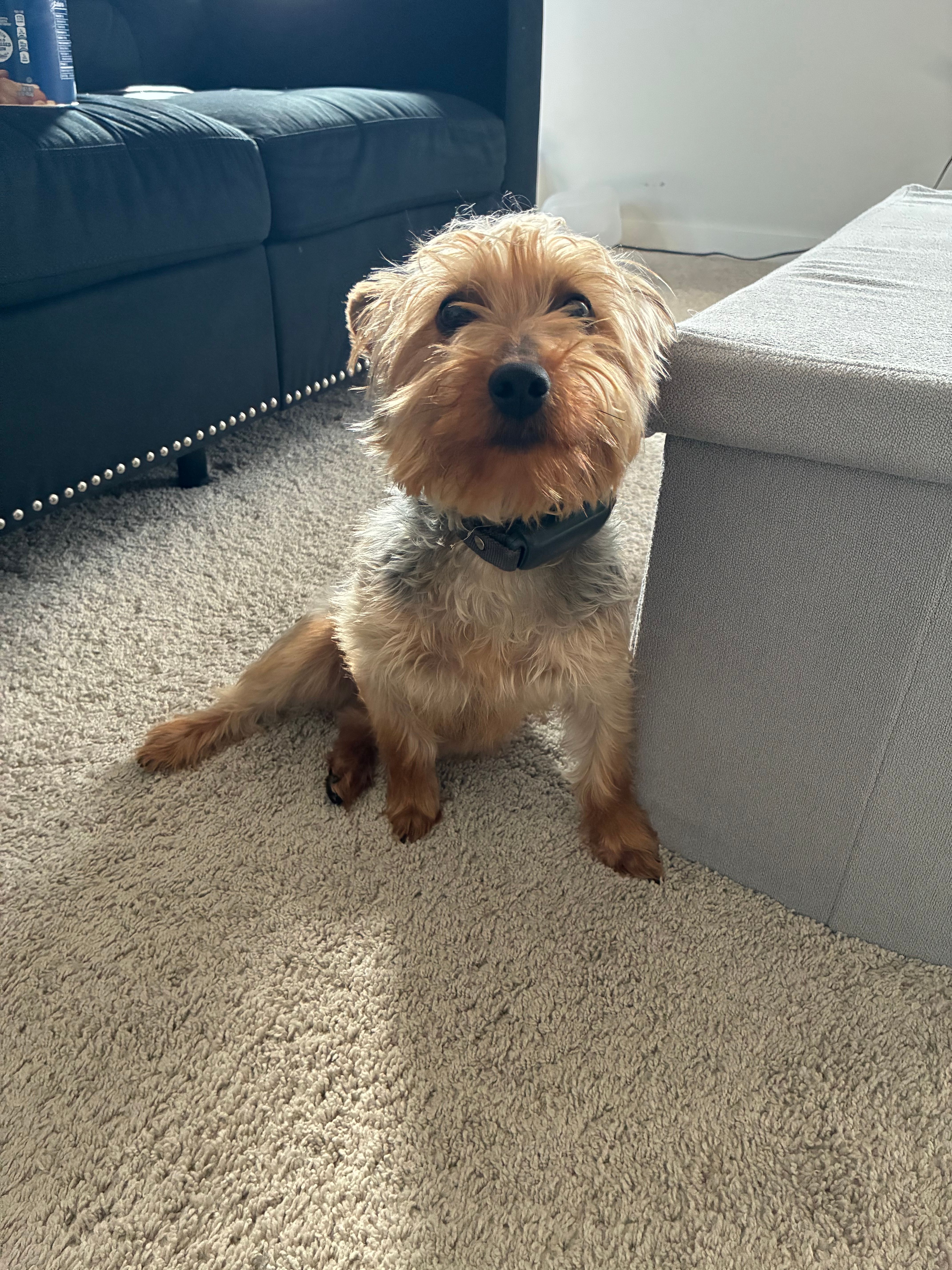 Yoshi – Yorkshire Terrier puppy for sale in Pickerington, OH