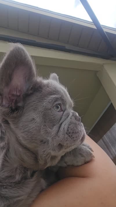 RED is my name ♥️  ( full fluffy ), a male French Bulldog for sale in Kissimmee, FL – 2 of 10