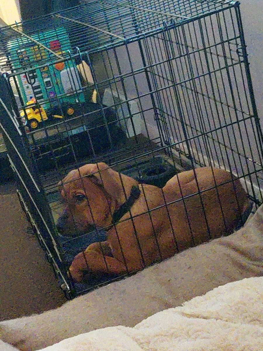 Gracie   – Bernese Mountain Dog, Labrador Retriever puppy for sale in Edwardsburg, MI