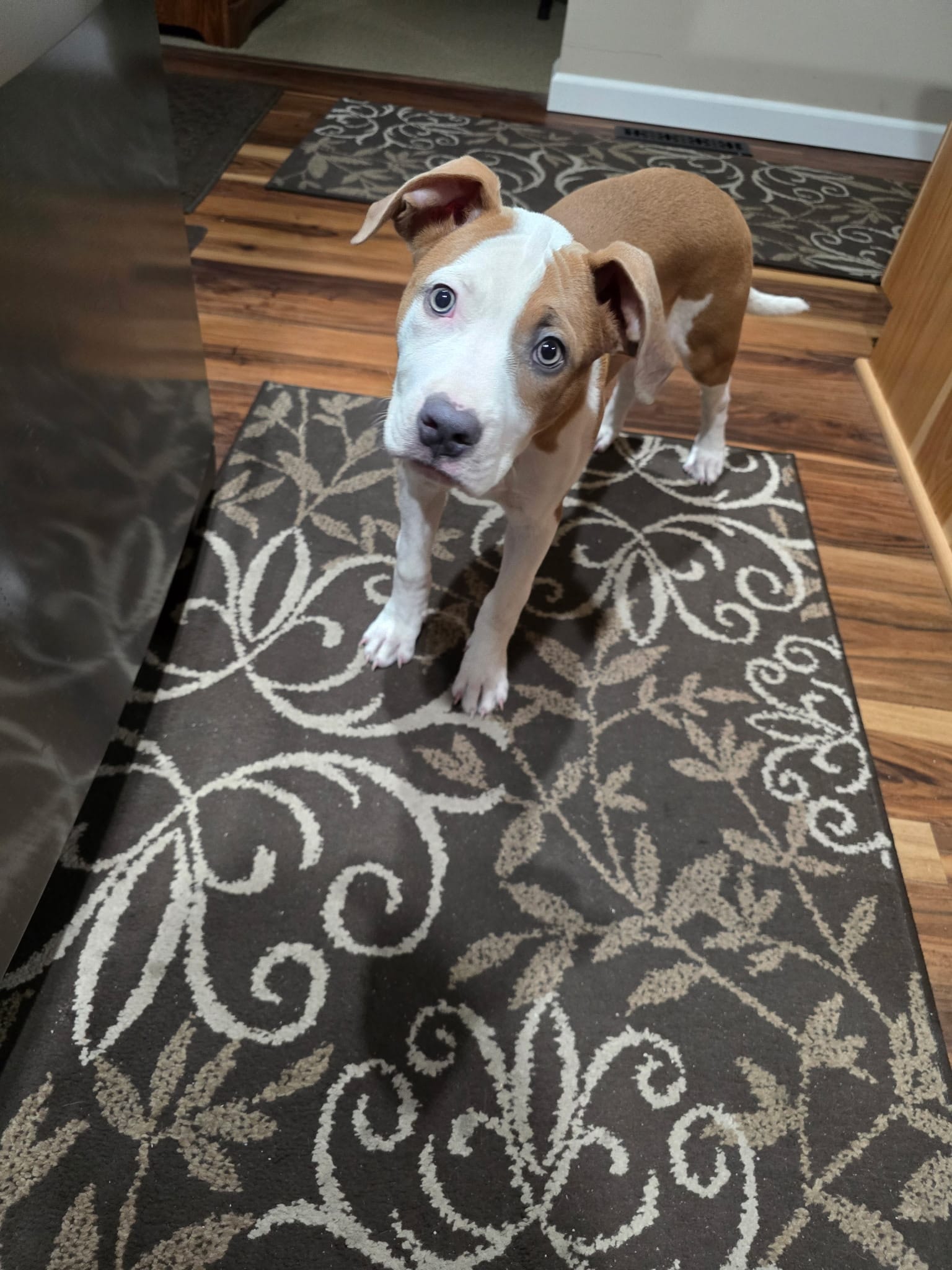 Halo – Bernese Mountain Dog, Labrador Retriever puppy for sale in Edwardsburg, MI