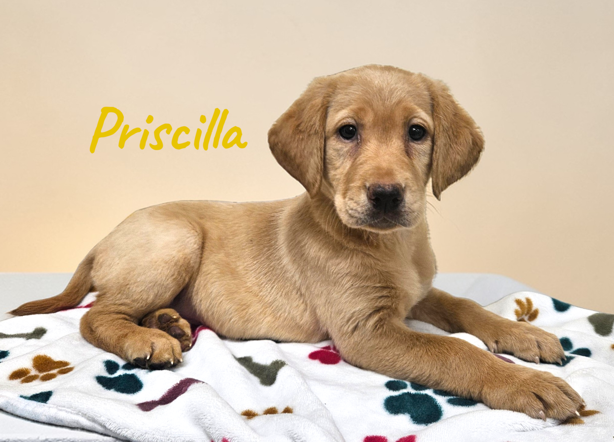 AKC Priscilla