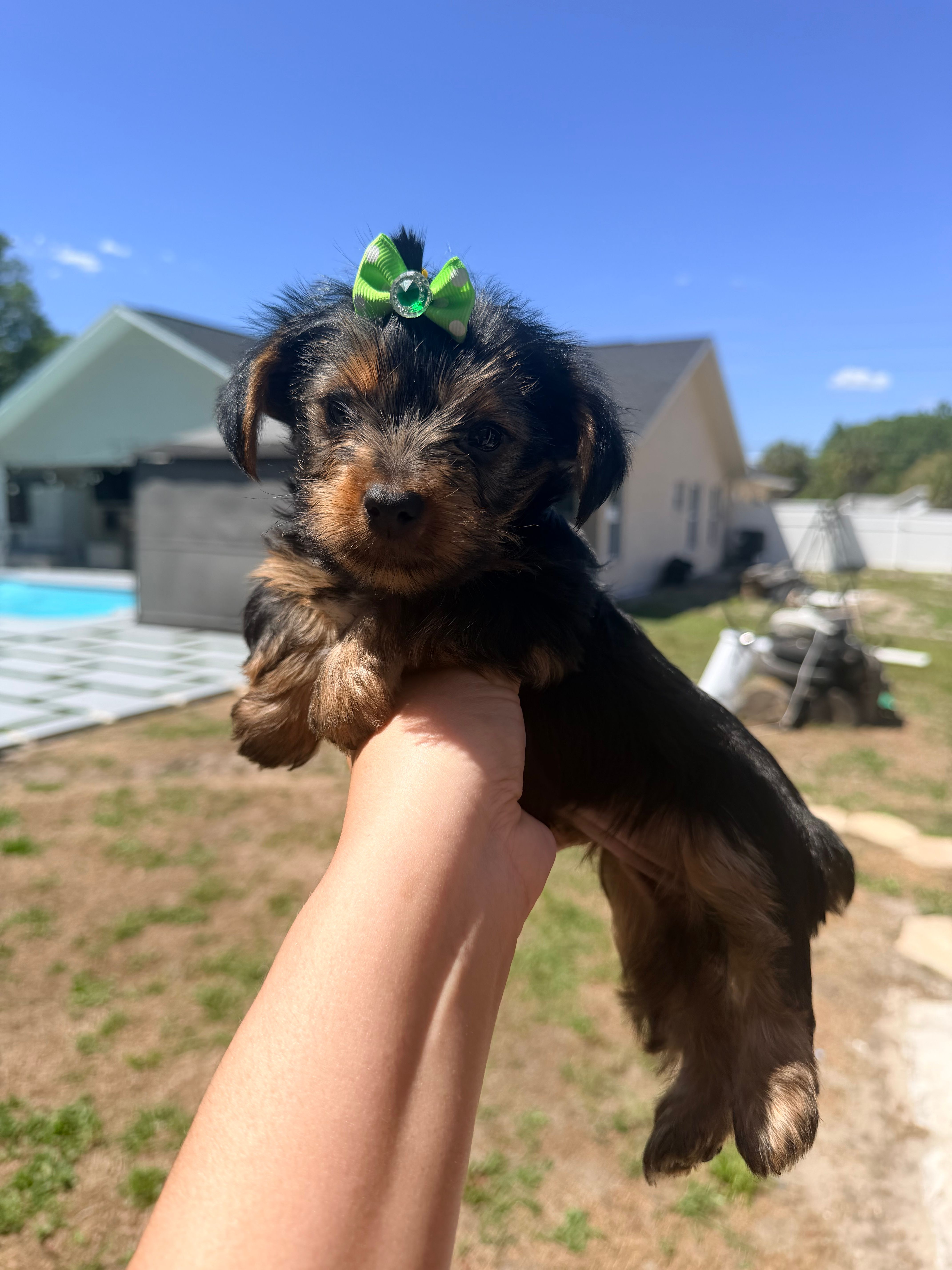 Green – Yorkshire Terrier puppy for sale in Spring Hill, FL