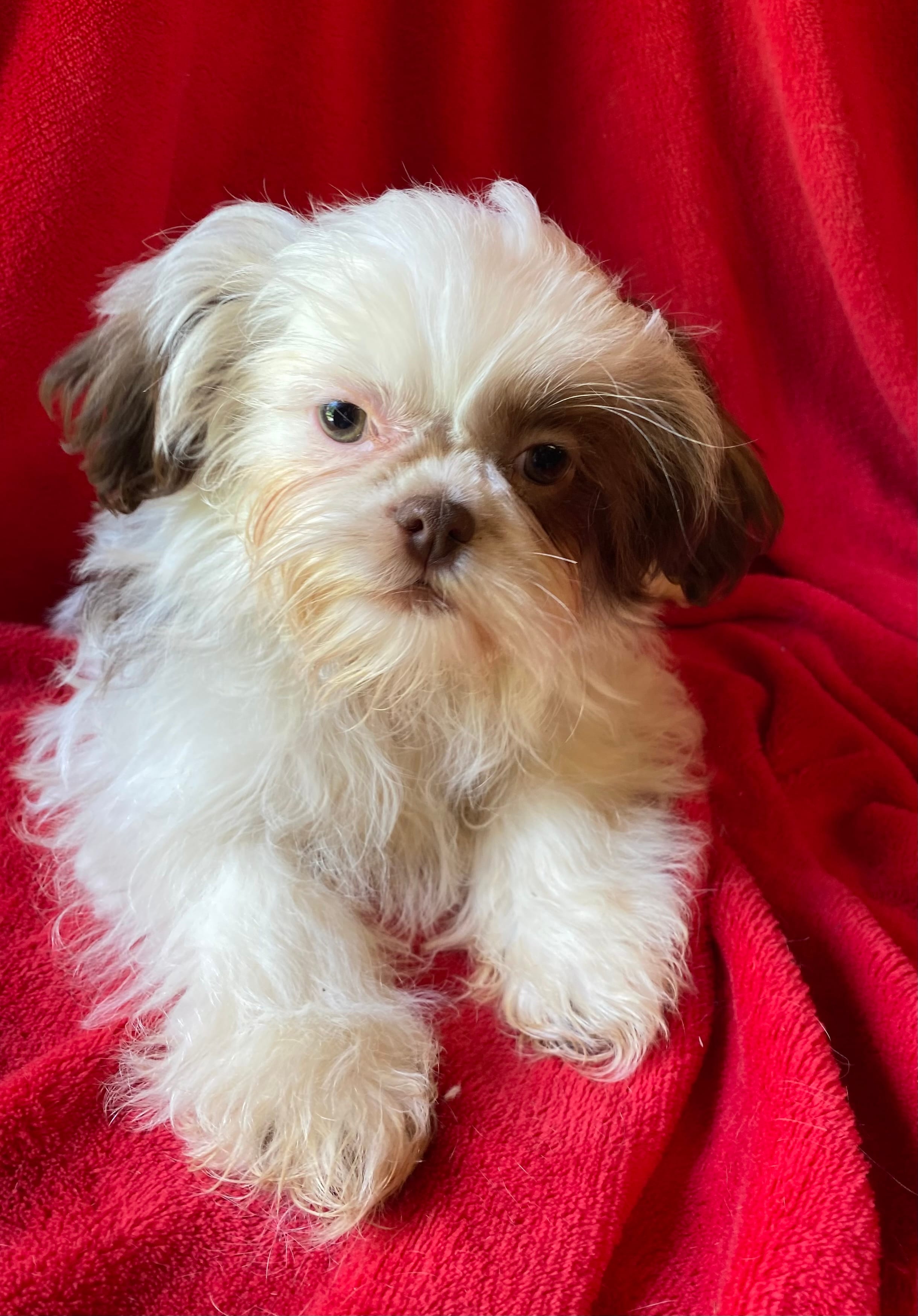 Lucky – Shih Tzu puppy for sale in Virginia, VA
