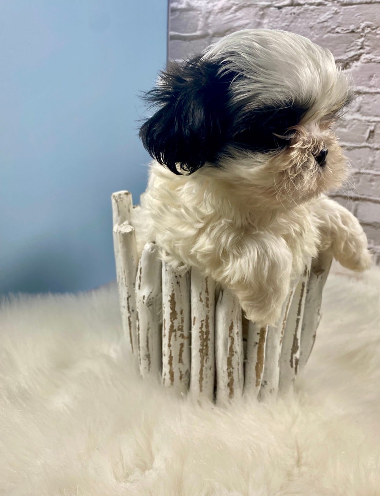 Champ – Shih Tzu puppy for sale in Virginia, VA