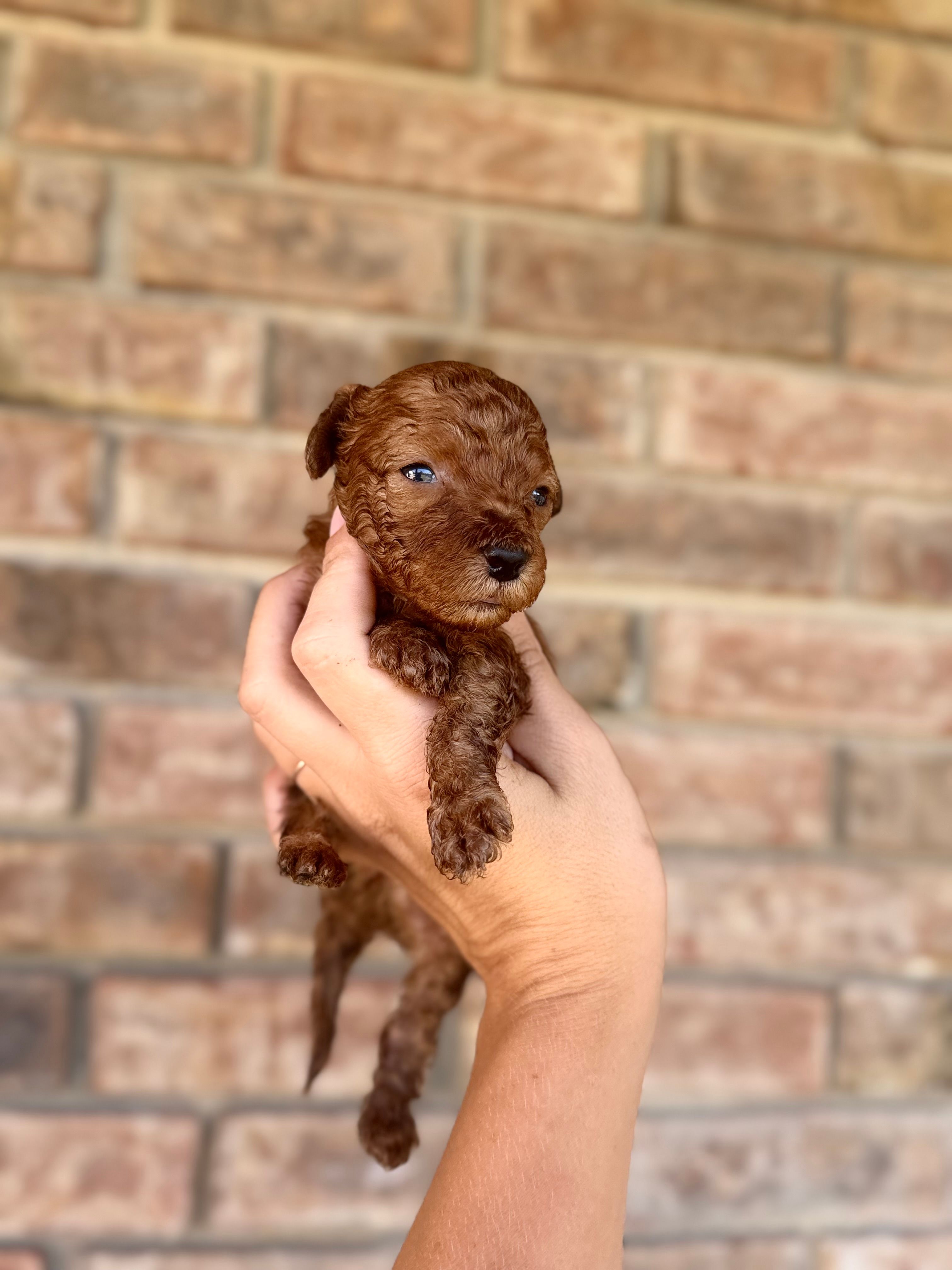 Drax  – Poodle - Miniature  puppy for sale in Niceville, FL