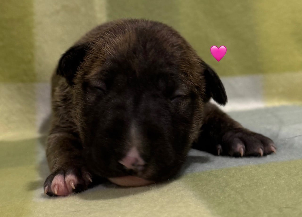 Dakota AKC Pink collar