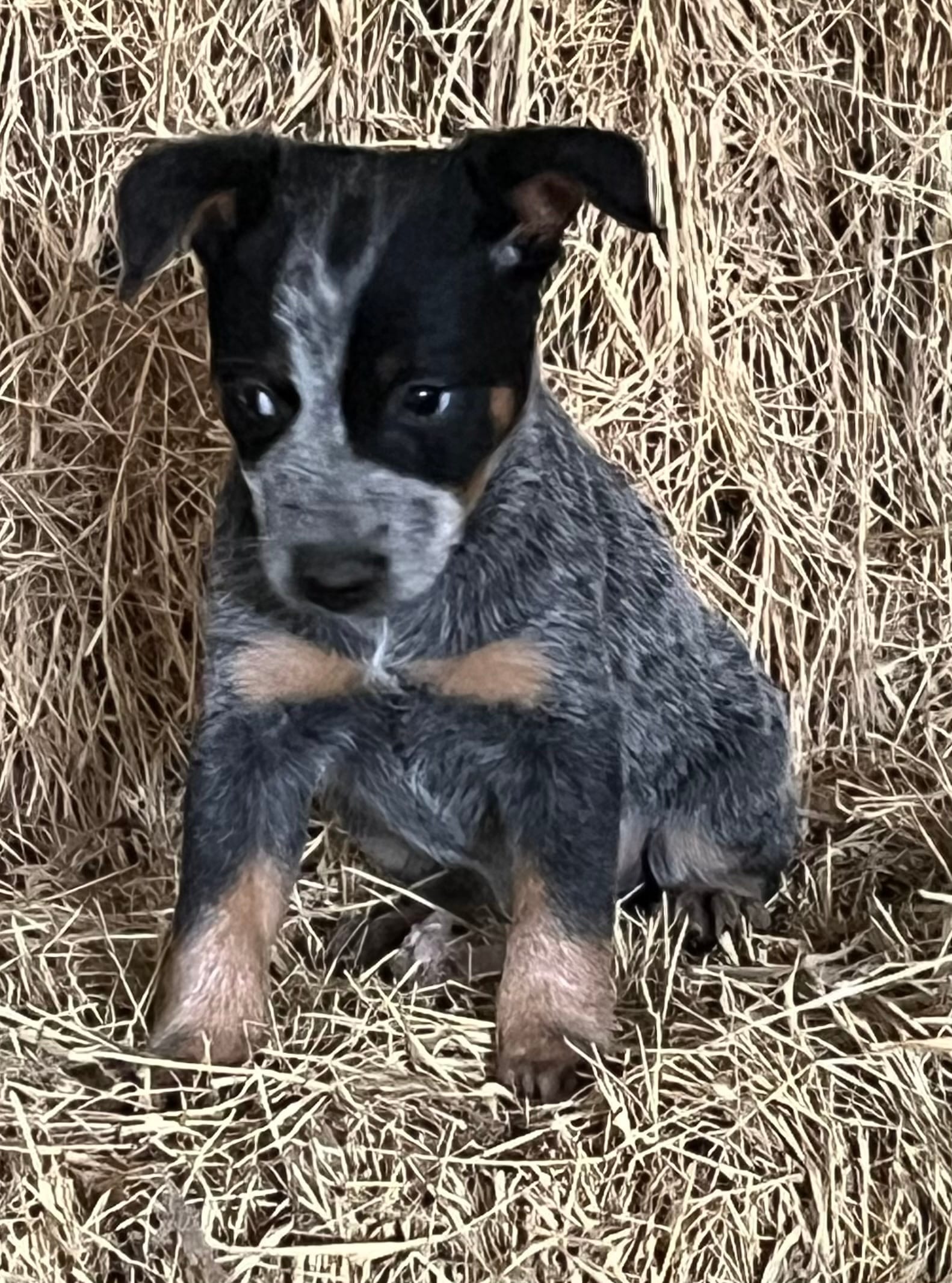 Josey – Australian Cattle Dog puppy for sale in Wentworth, MO