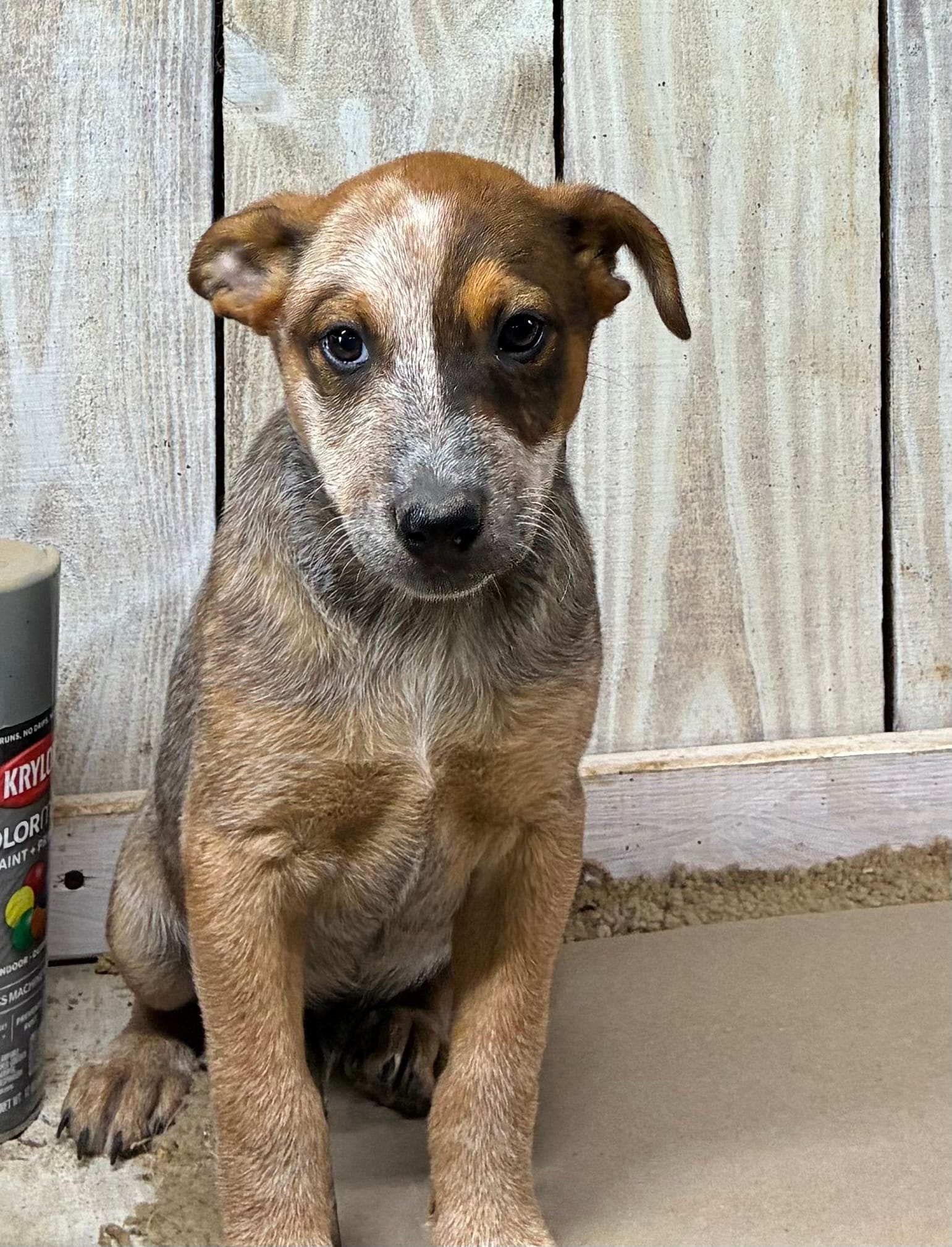 Joe – Australian Cattle Dog puppy on hold in Wentworth, MO