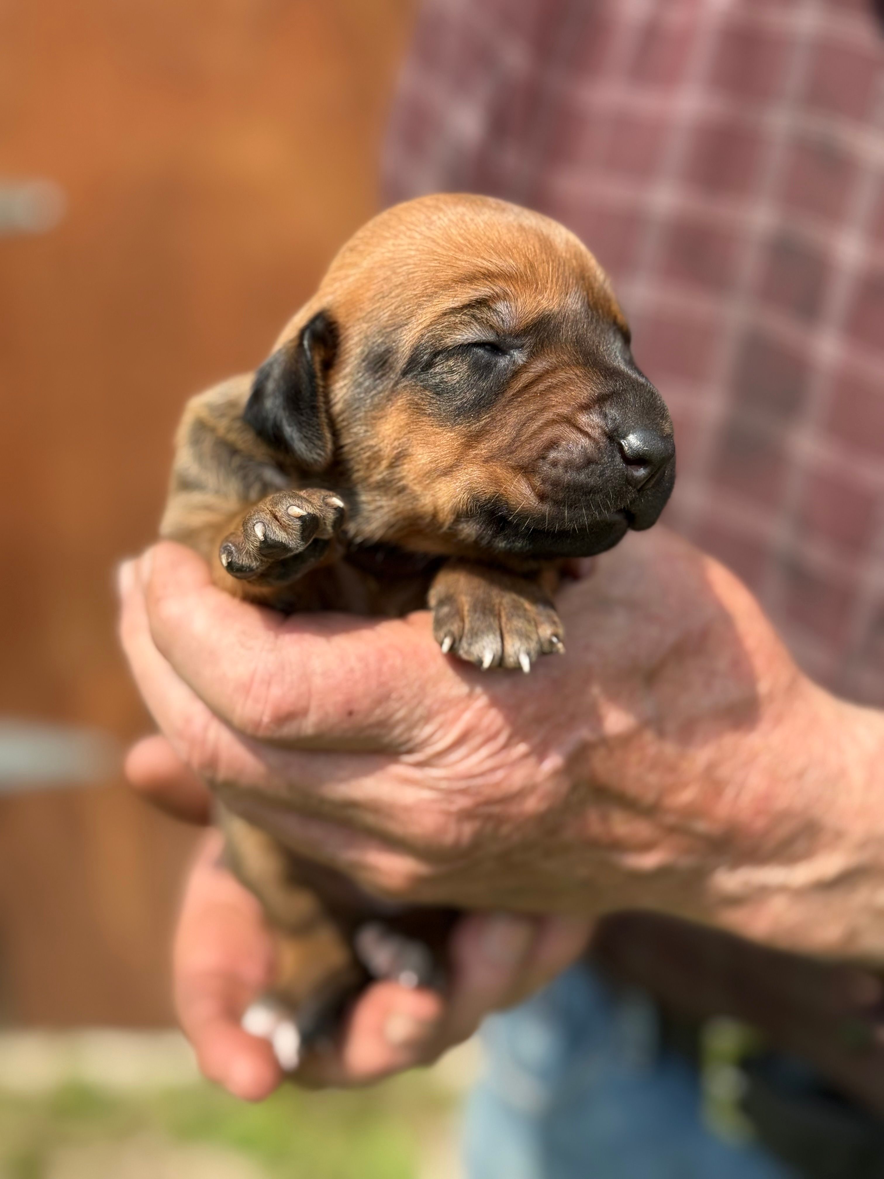 Ms. Yellow – Rhodesian Ridgeback puppy for sale in Greenville, MI