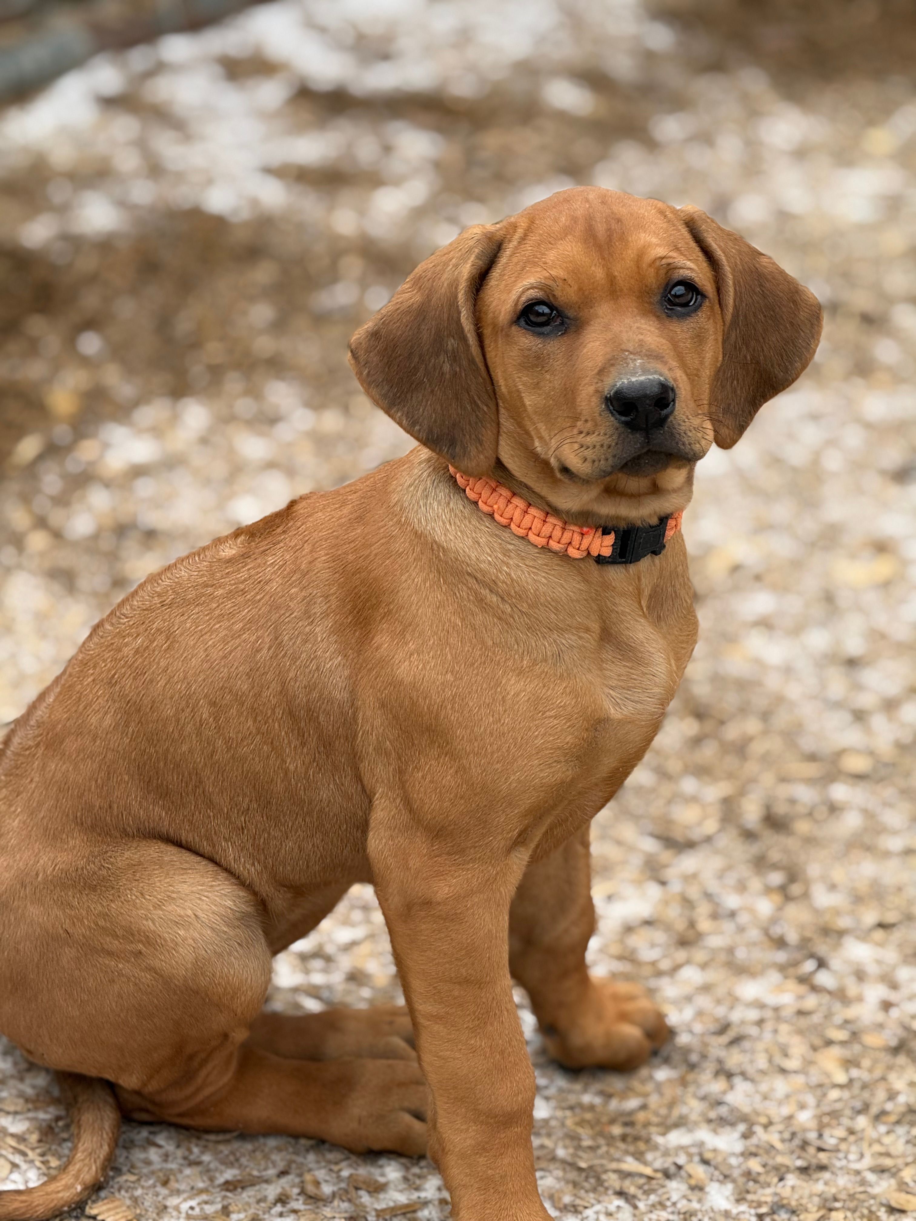 Ms. Orange – Rhodesian Ridgeback puppy for sale in Greenville, MI