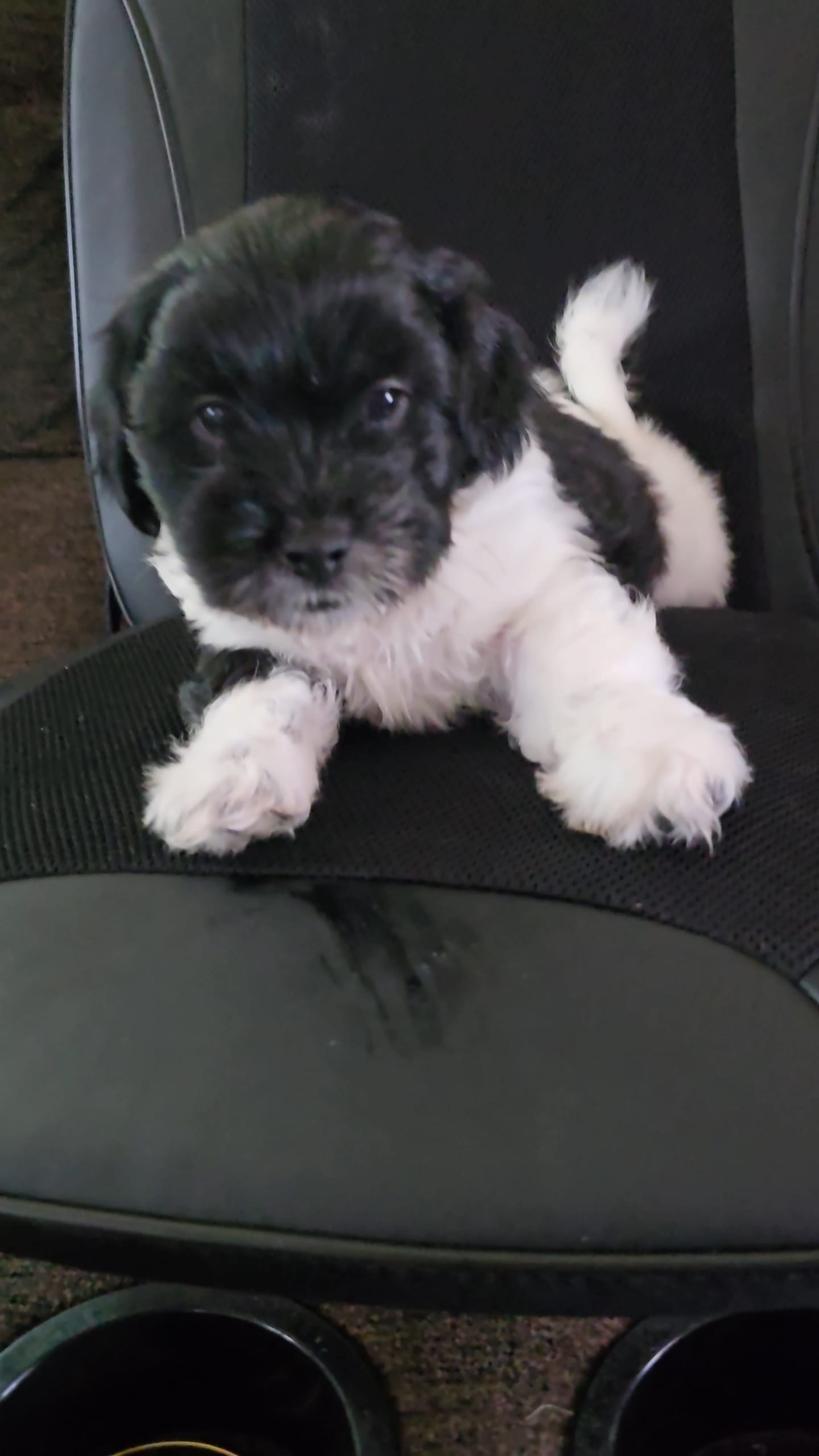 Barker – Bichon Frise, Shih Tzu puppy for sale in Brunswick, OH