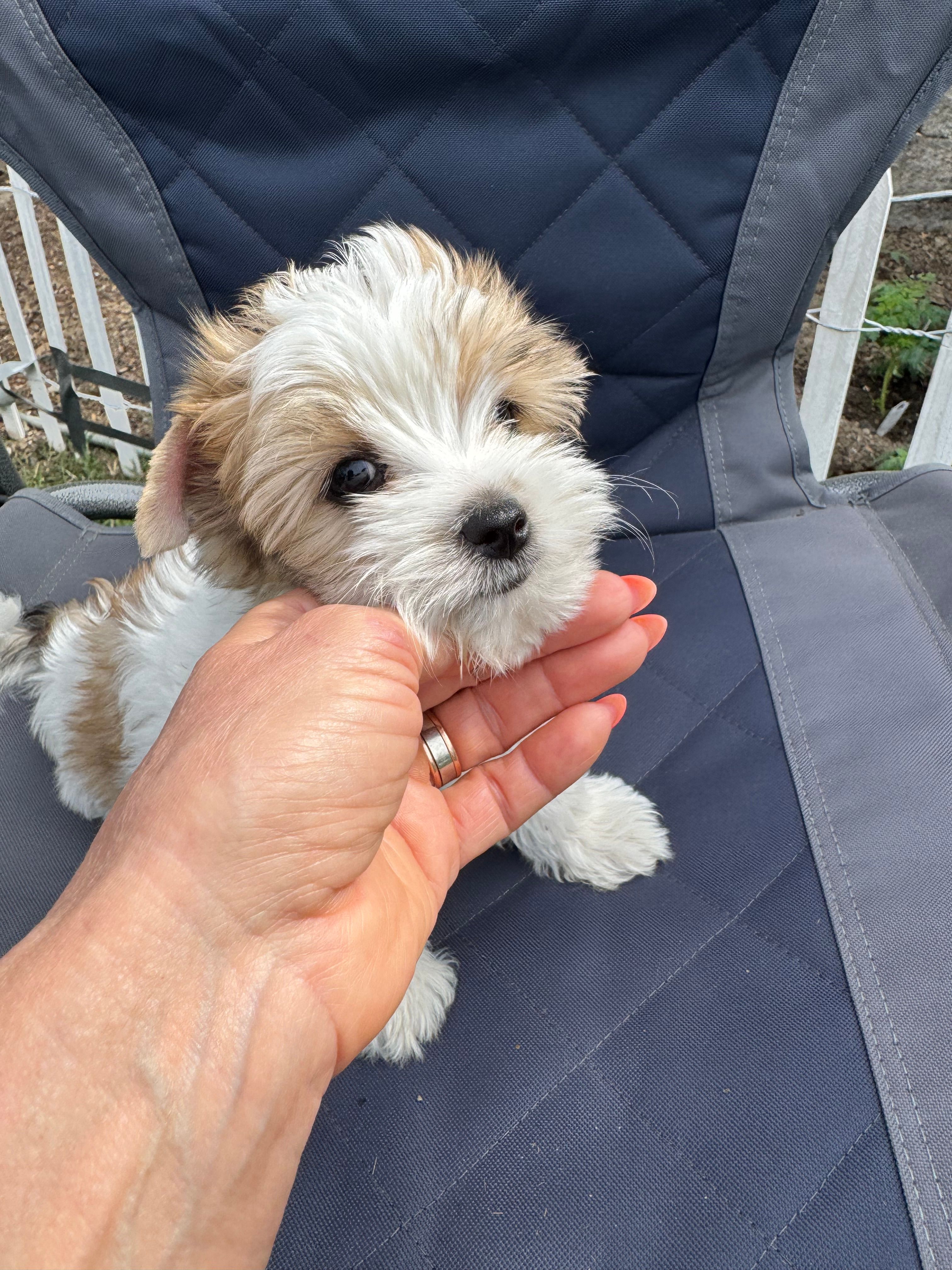 Lovely  – Biewer puppy for sale in Antelope, CA