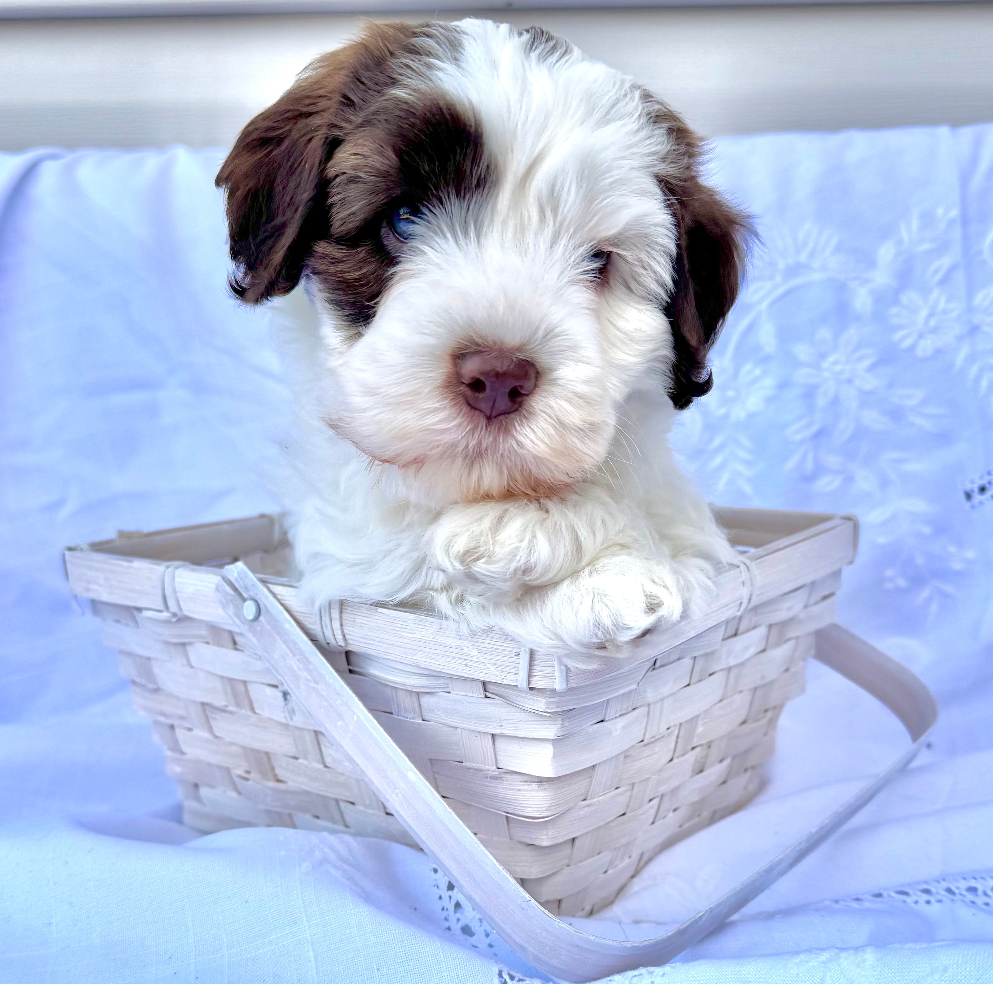 May – Australian Labradoodle puppy for sale in Stockbridge, GA