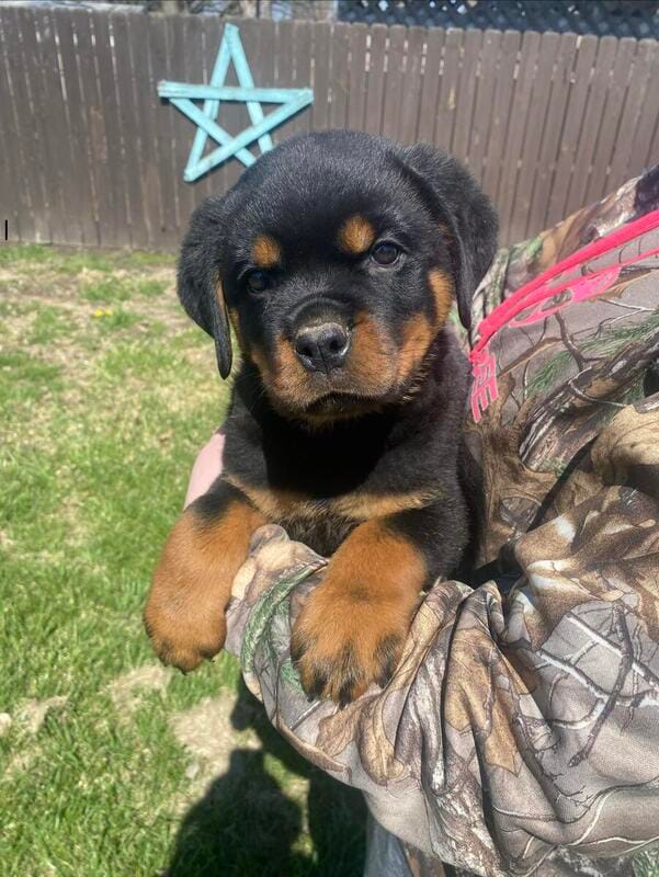 Dozer – Rottweiler puppy for sale in Chrisman, IL