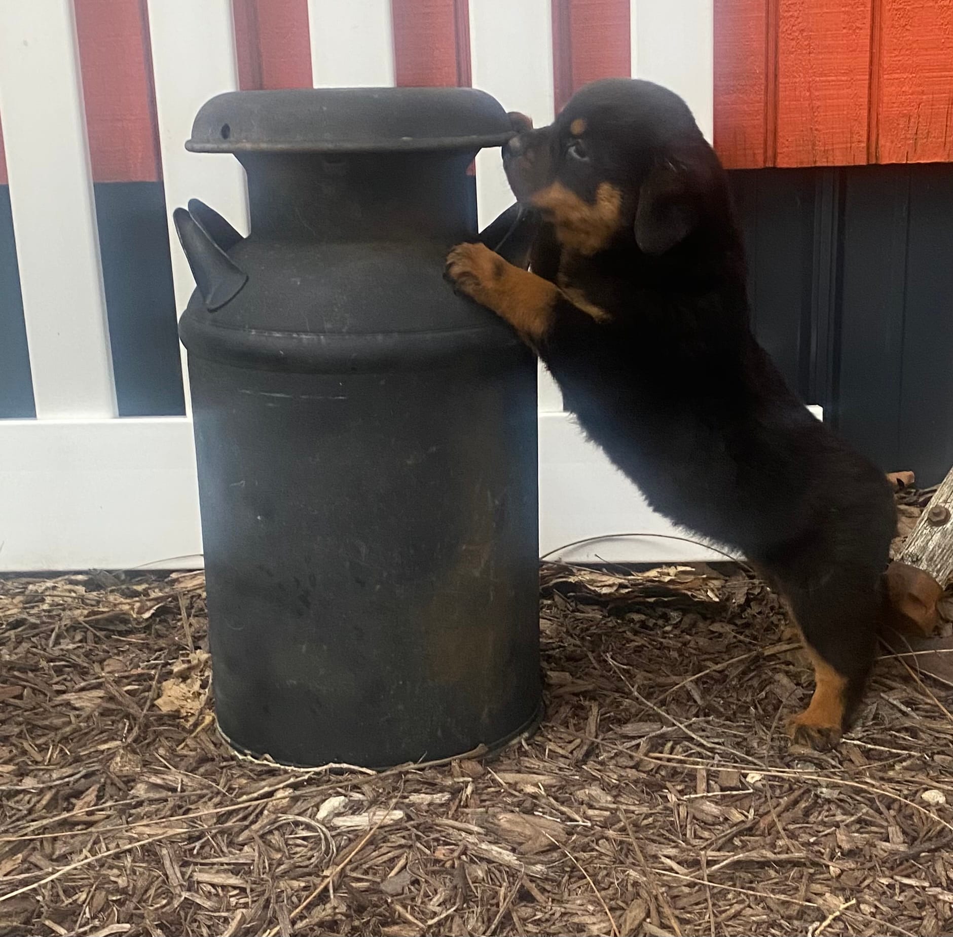 Helga – Rottweiler puppy for sale in Chrisman, IL