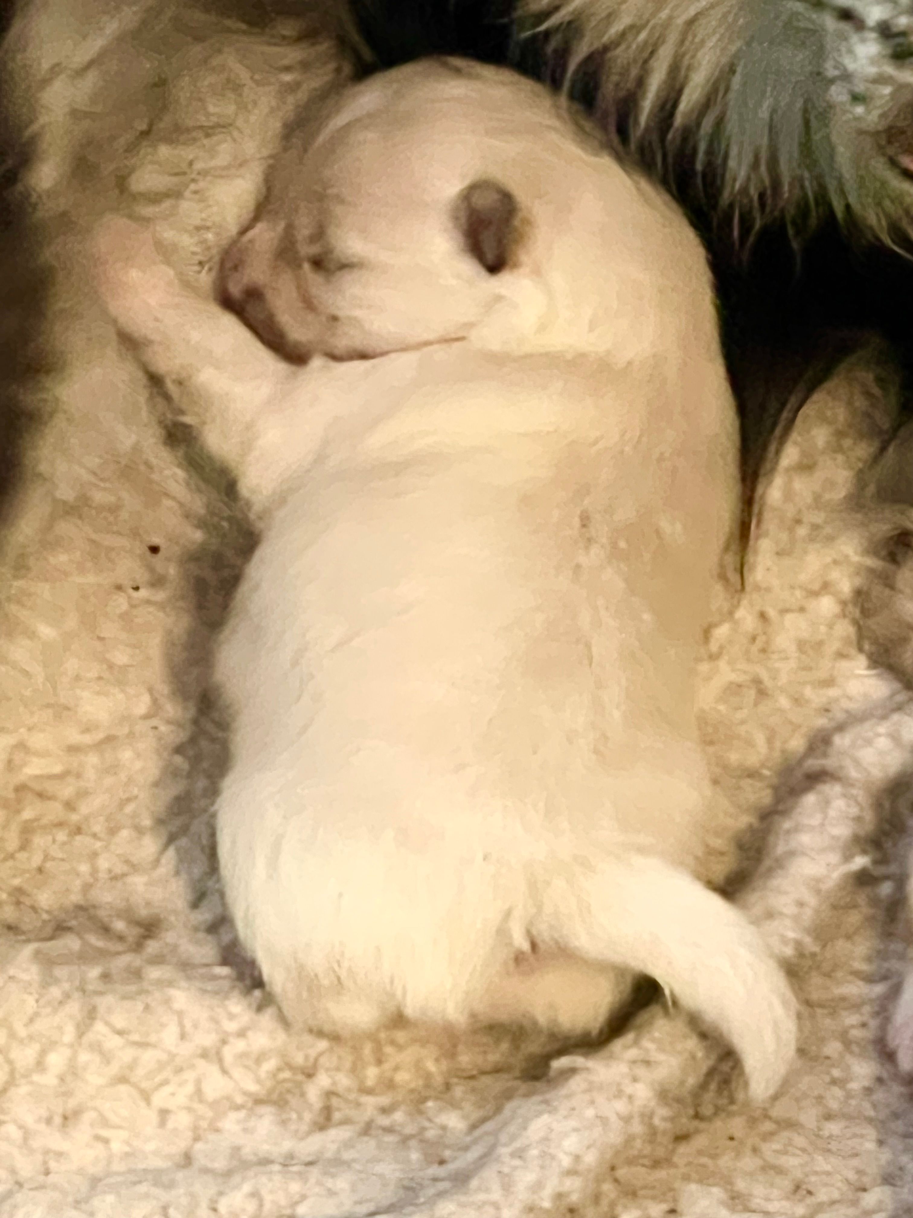 Bindi – Pomeranian puppy for sale in Ocala, FL