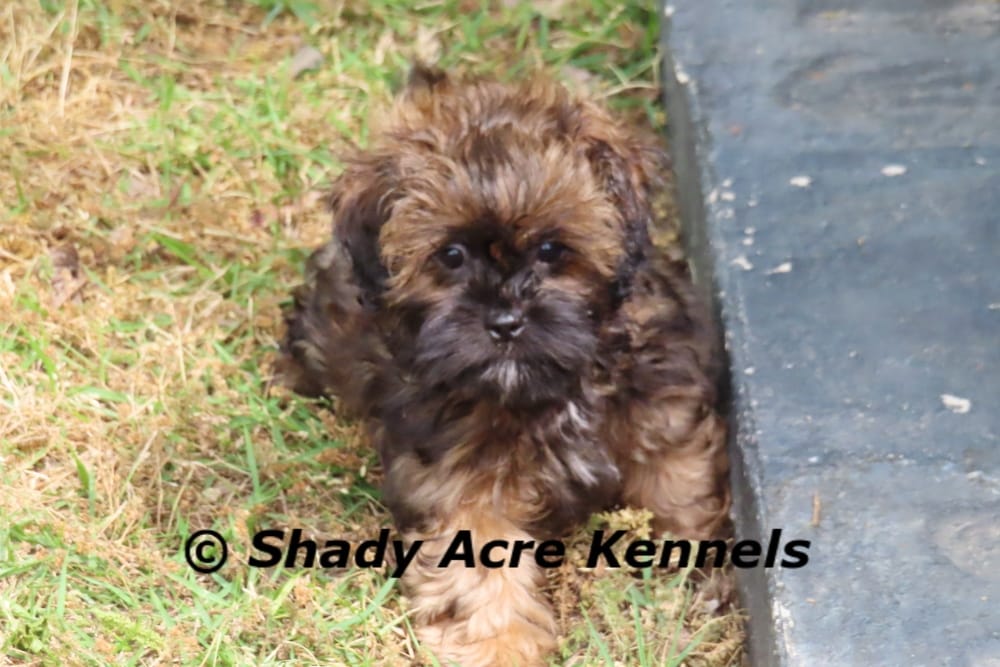 Redford – Shihpoo puppy for sale in Macon, GA