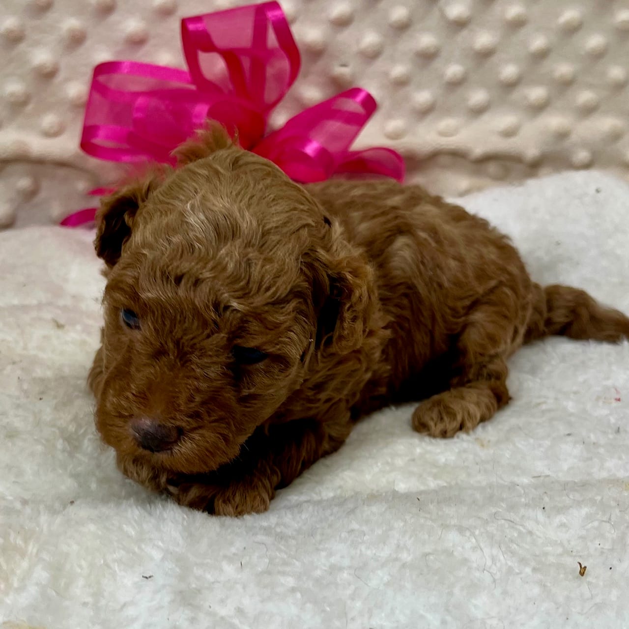 Red Prissy – Maltipoo puppy for sale in Childress, TX