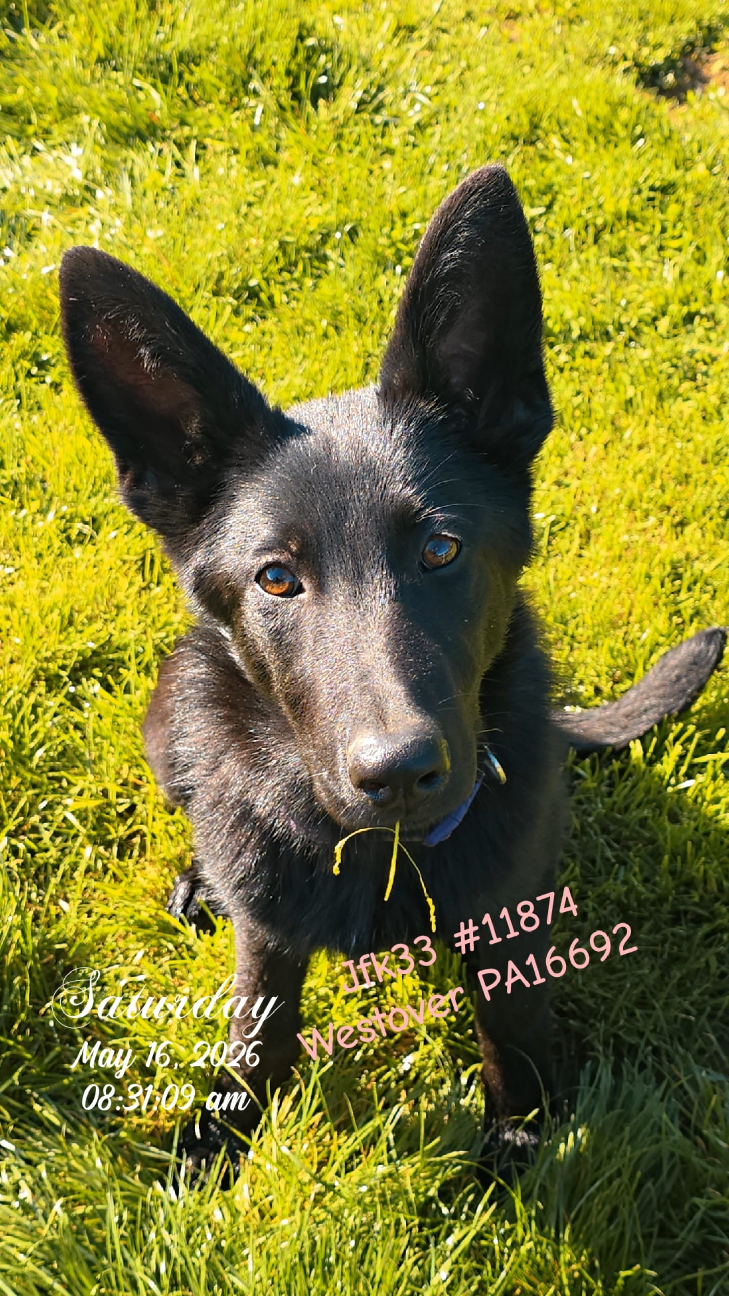Betty – German Shepherd Dog puppy for sale in Westover, PA