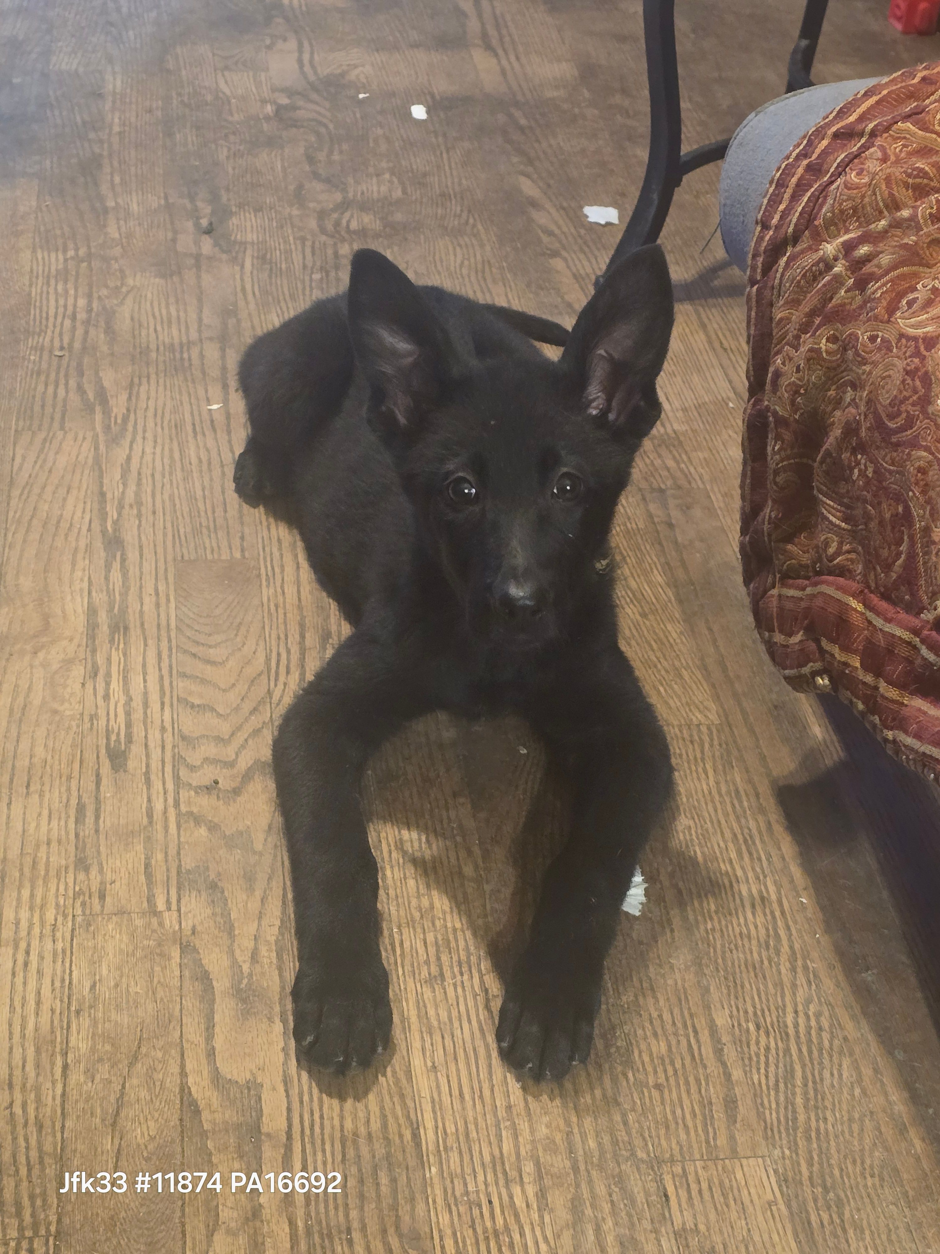 Betty – German Shepherd Dog puppy for sale in Westover, PA