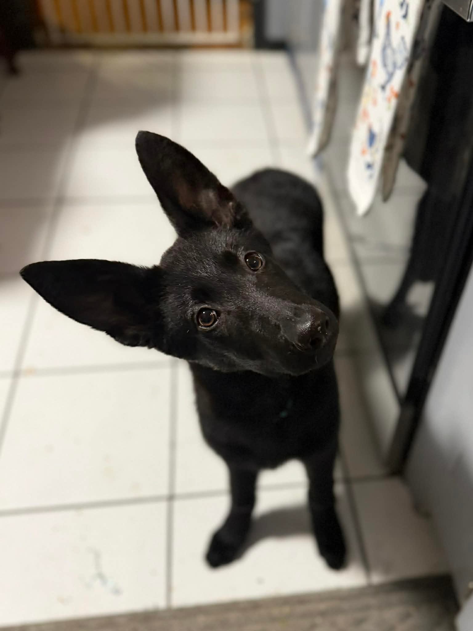 Betty – German Shepherd Dog puppy for sale in Westover, PA