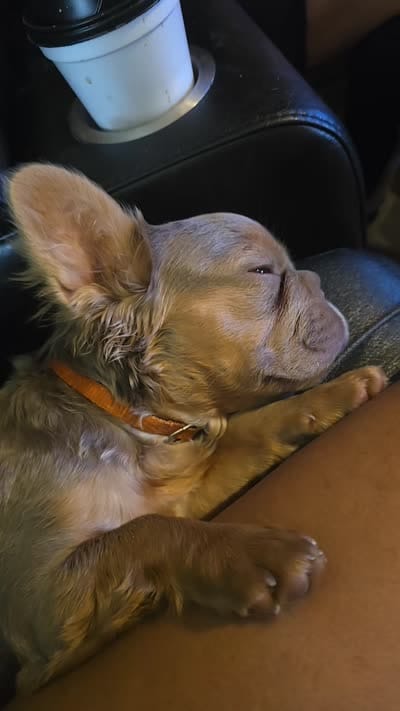 Bad Bonnie, a female French Bulldog for sale in Westover, PA – 2 of 4