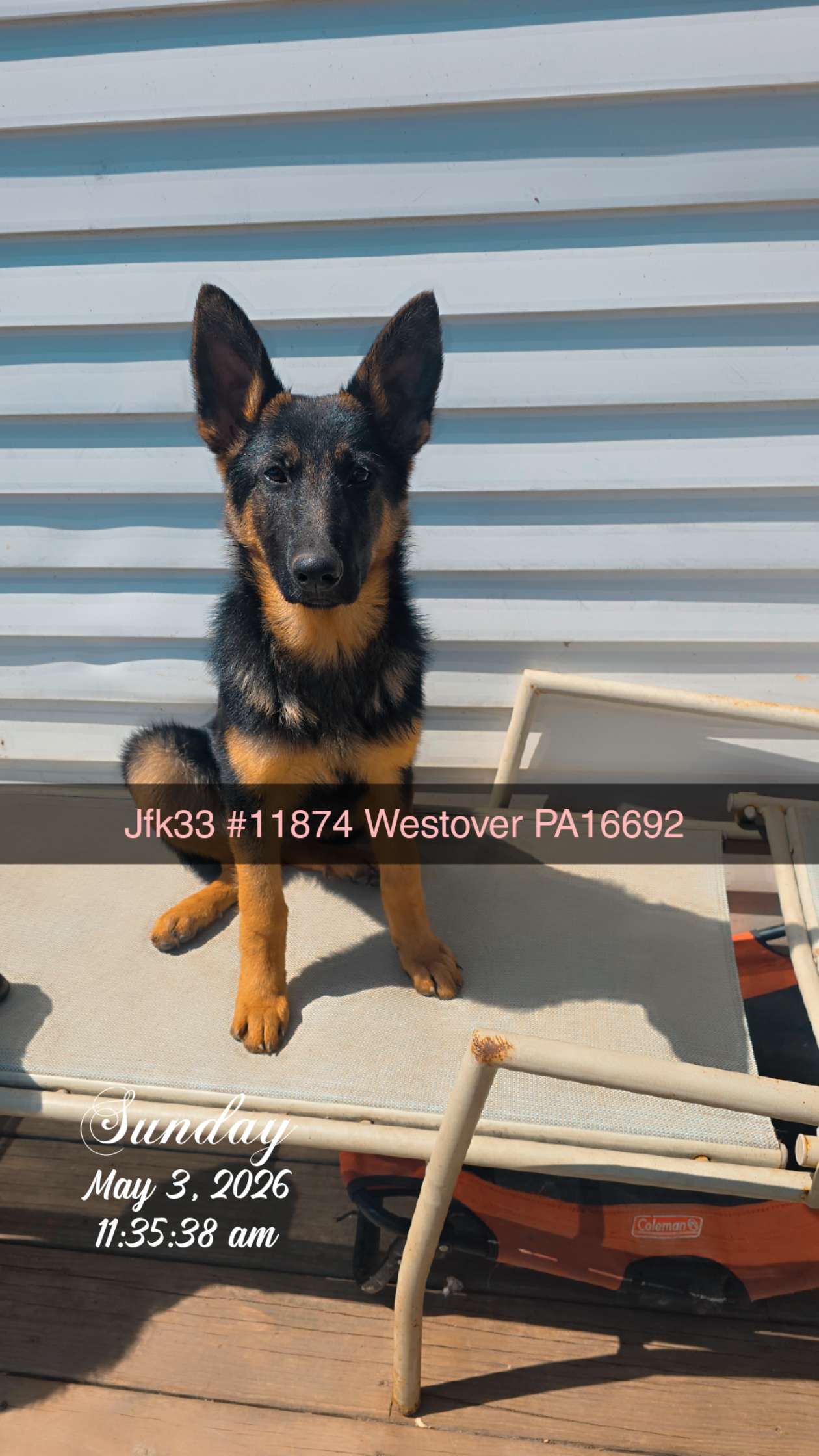 Lil girl purple 💜  – German Shepherd Dog puppy for sale in Westover, PA