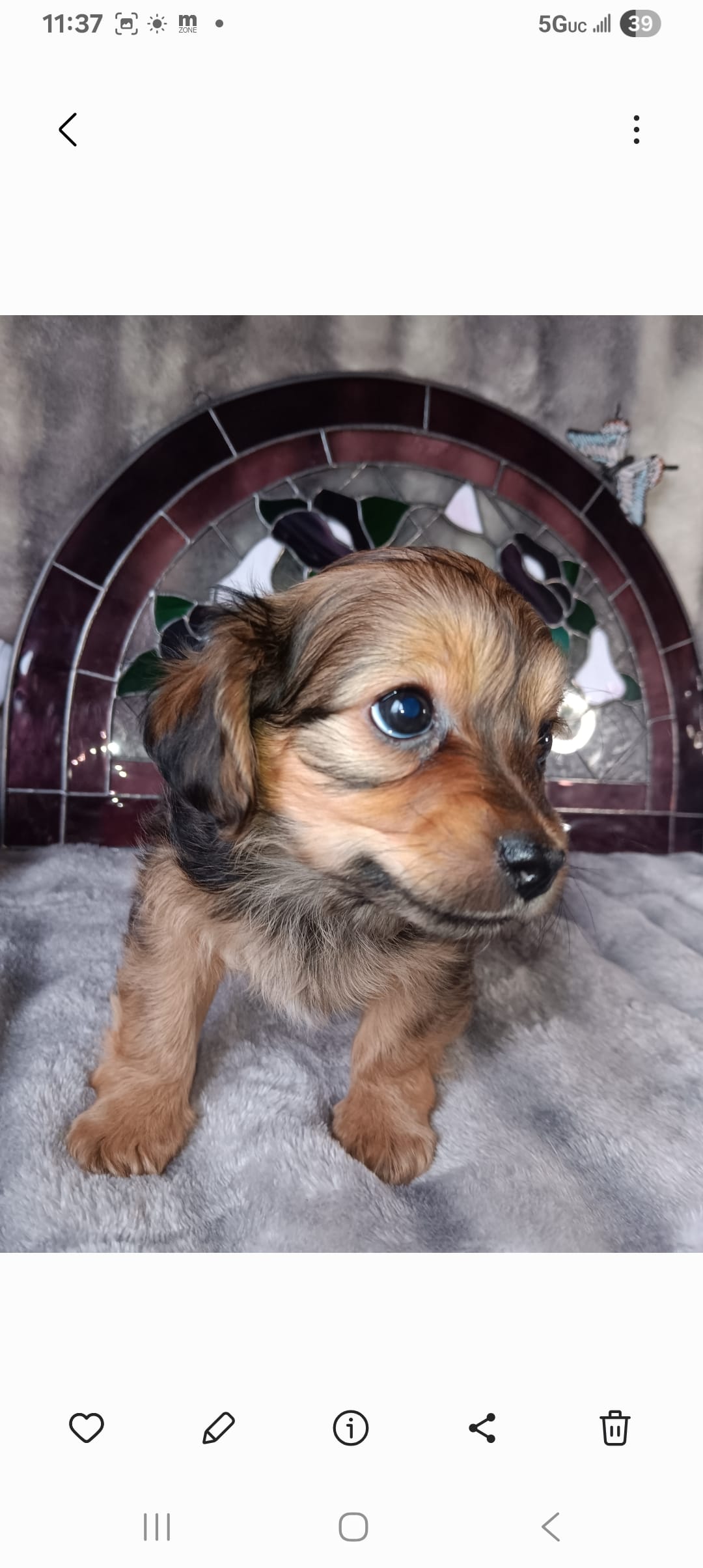 Duke  – Yorkshire Terrier puppy for sale in Birch Run, MI