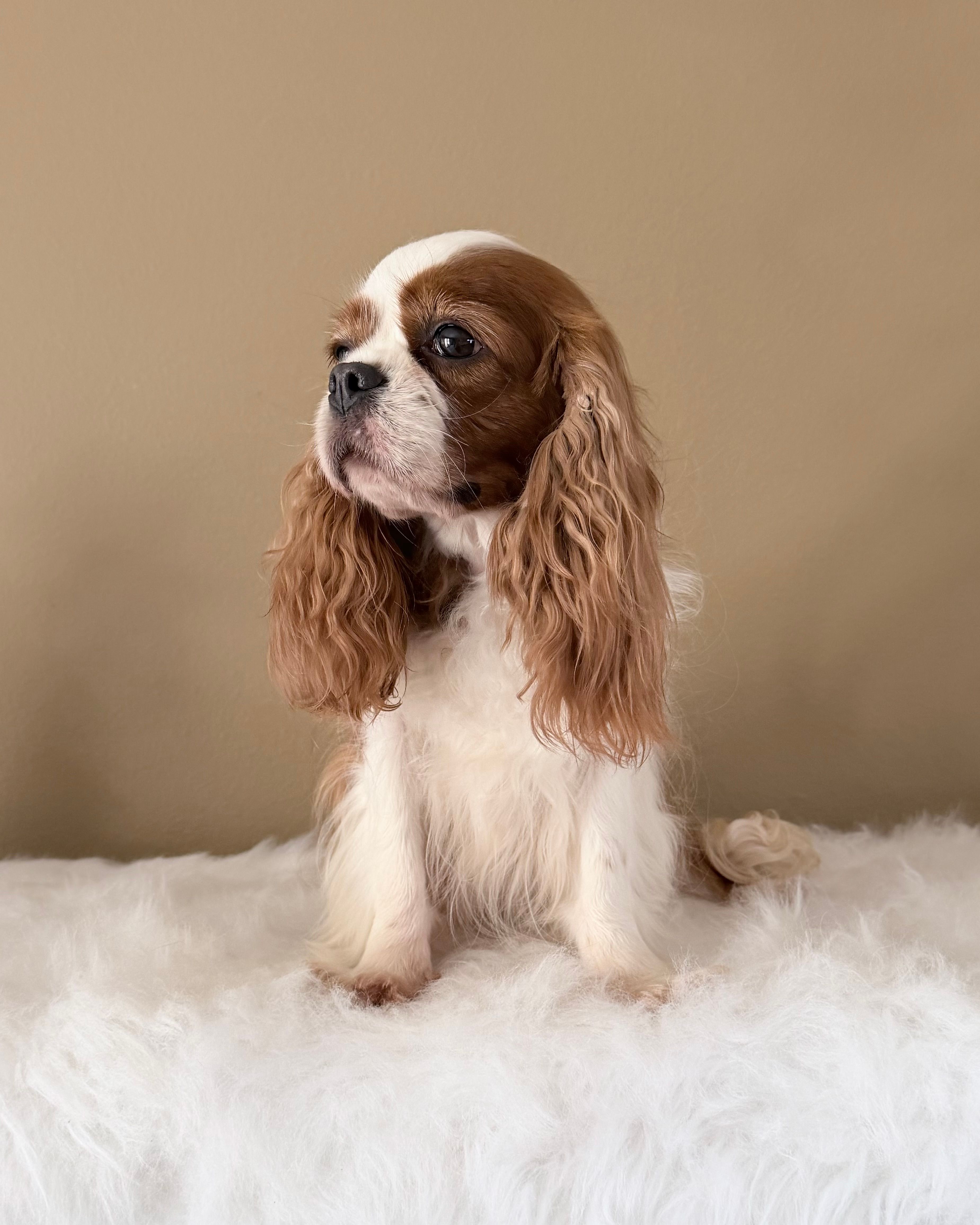 Gorgeous Gem Selin – Cavalier King Charles Spaniel puppy for sale in Riverside, CA