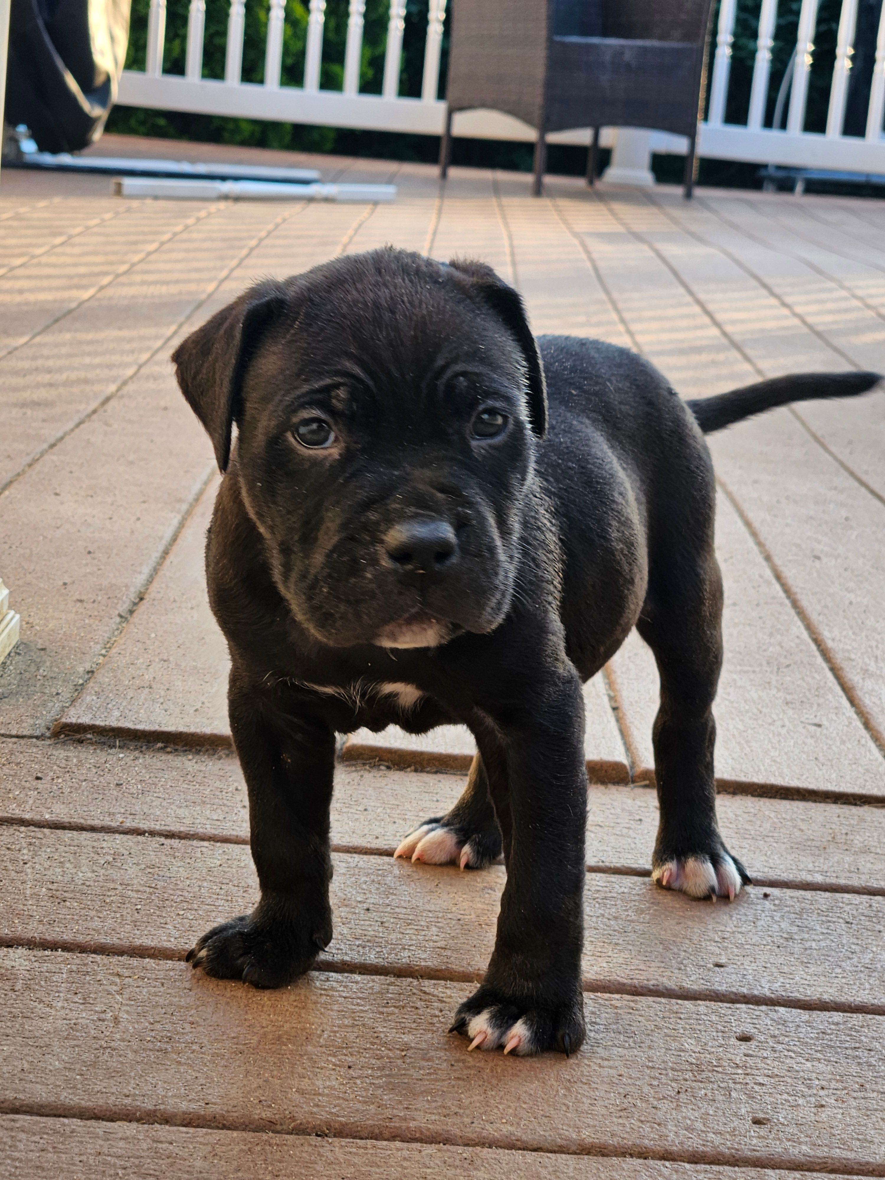 Champ  – American Bully puppy for sale in Lexington, KY