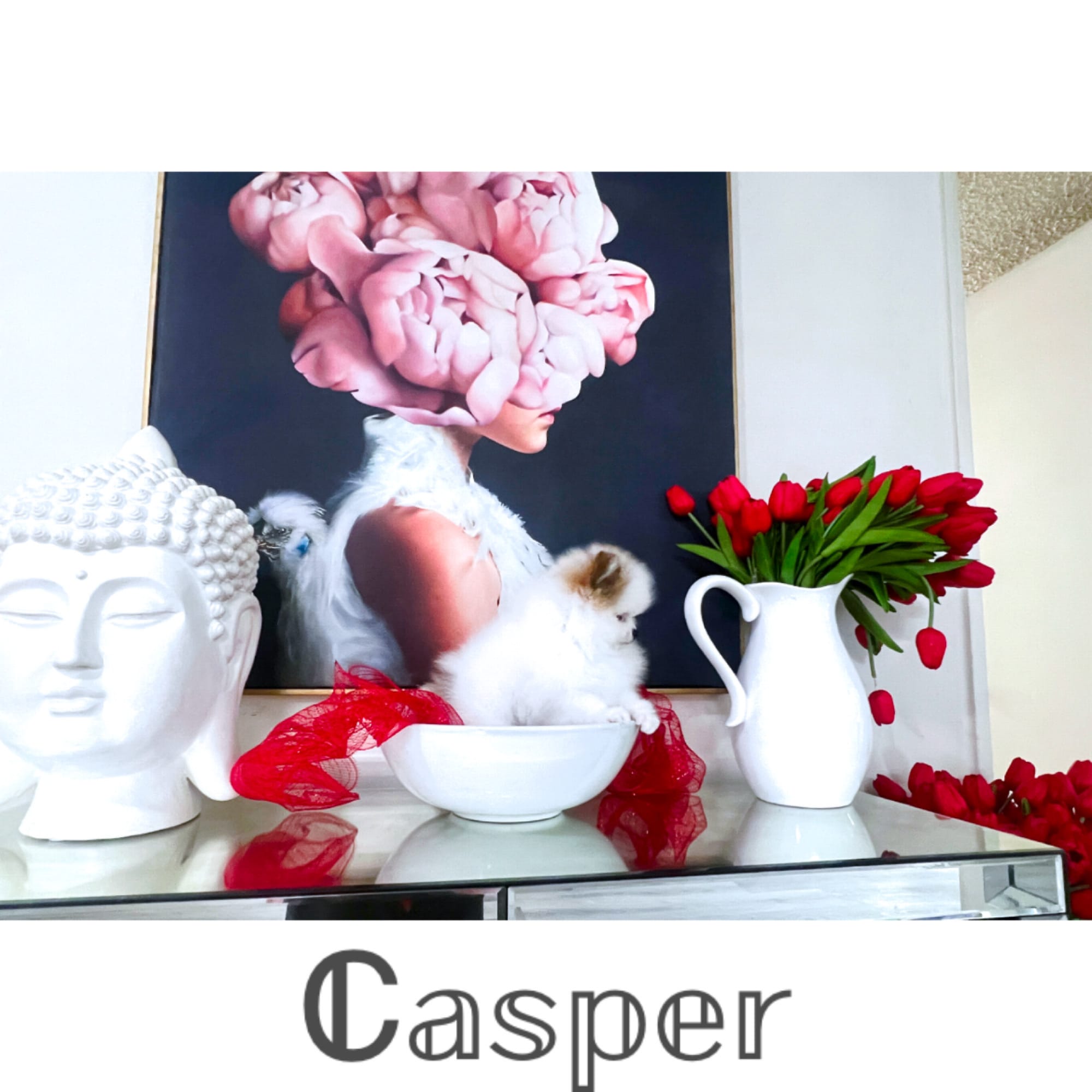 Casper  – Pomeranian puppy for sale in California, CA