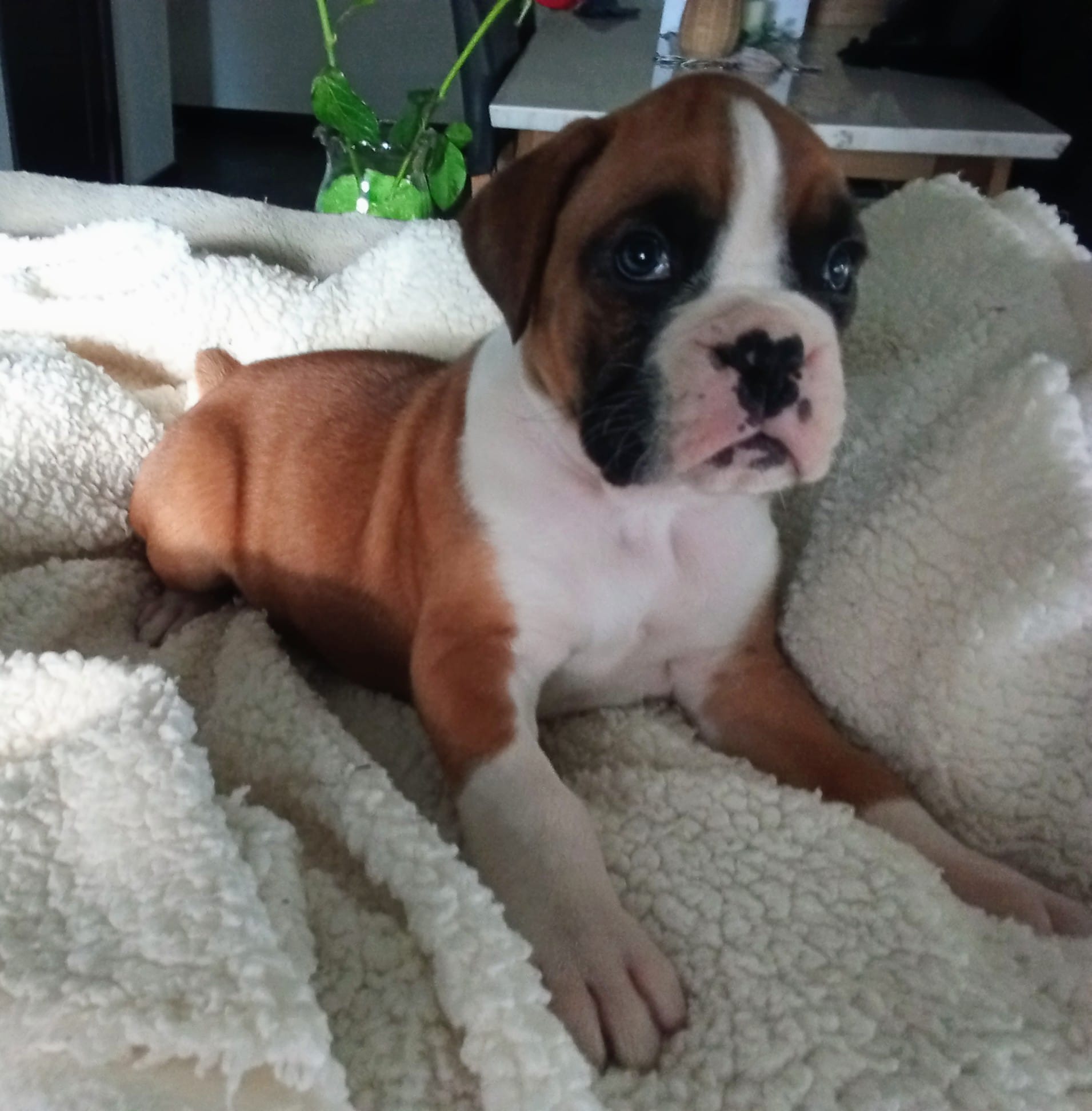 Ellie  – Boxer puppy for sale in Shipshewana, IN