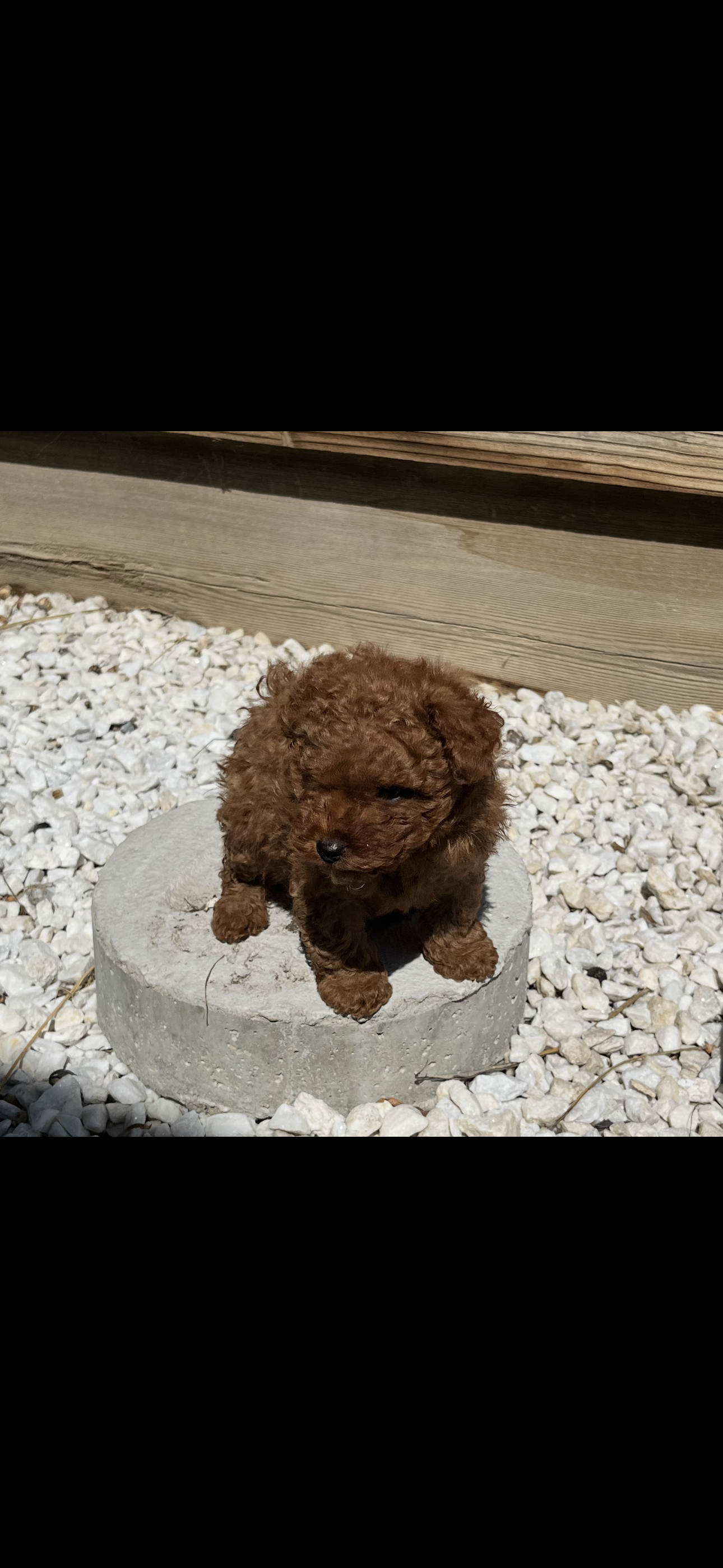 Nugget  – Poodle - Toy  puppy for sale in Tracy, CA