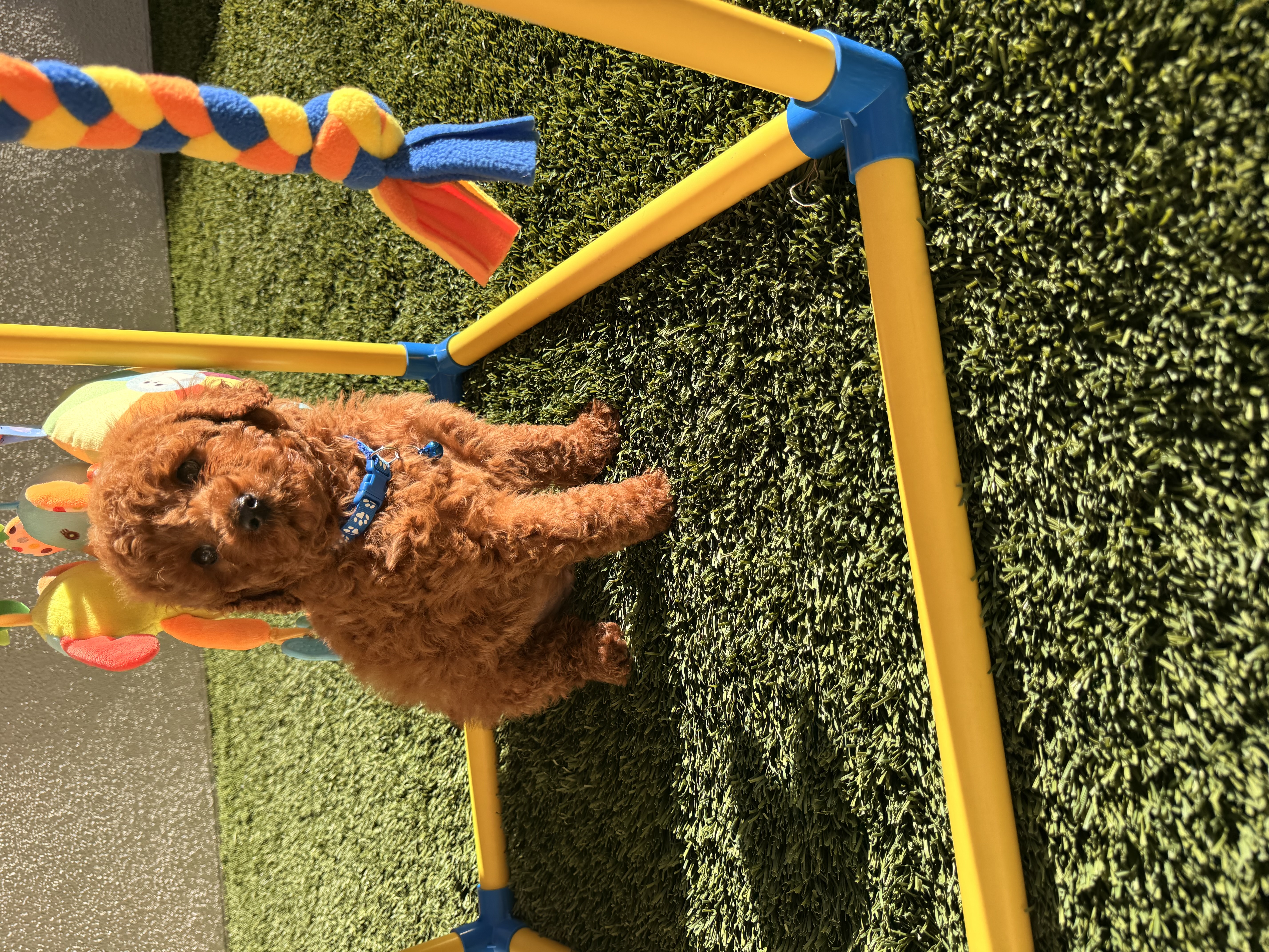 Luke – Poodle - Toy  puppy for sale in Tracy, CA