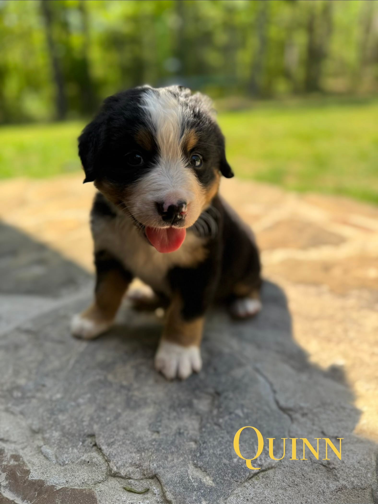 Quinn – Bernese Mountain Dog puppy for sale in Lawrenceburg, TN