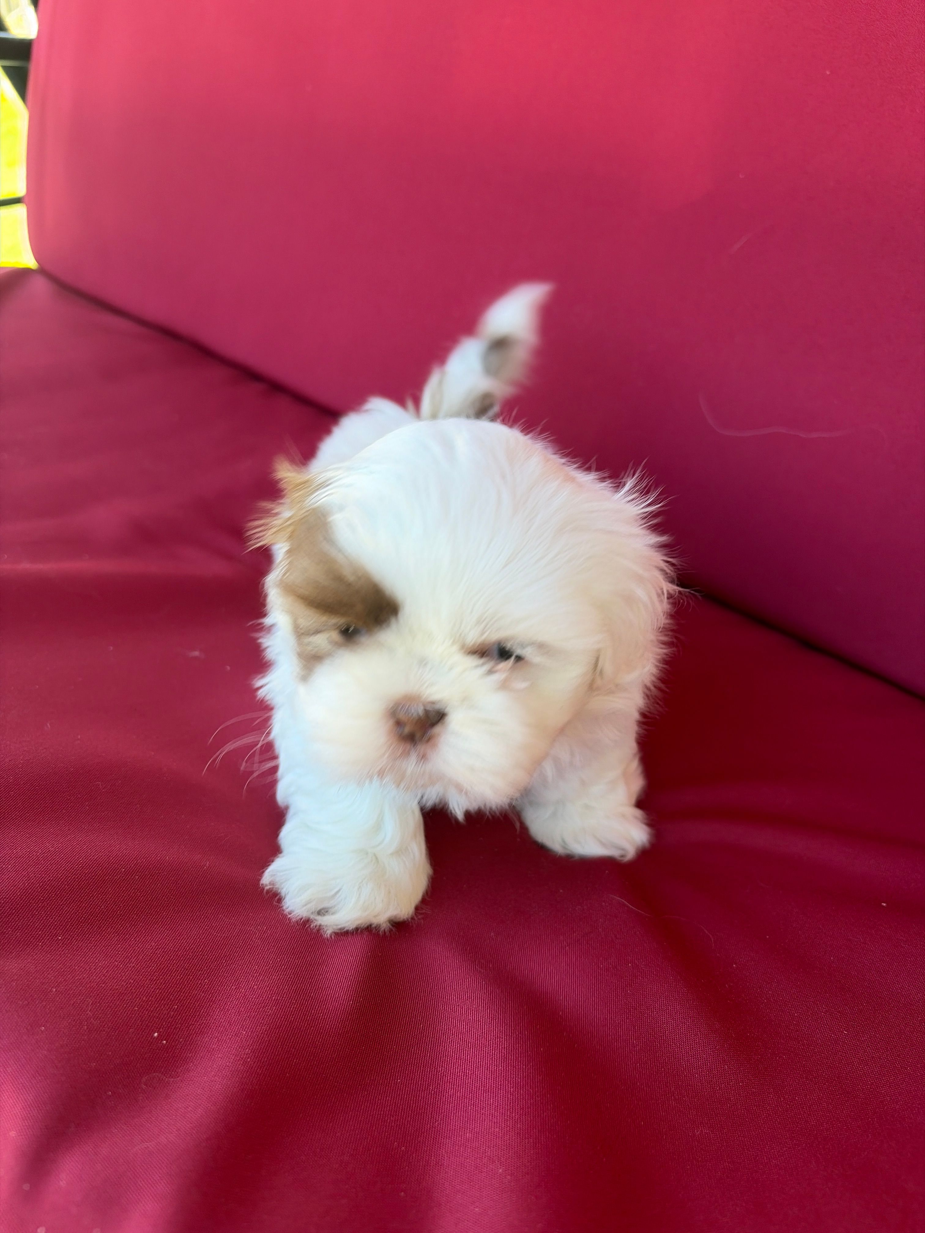 White one – Shih Tzu puppy for sale in Mitchell, IN