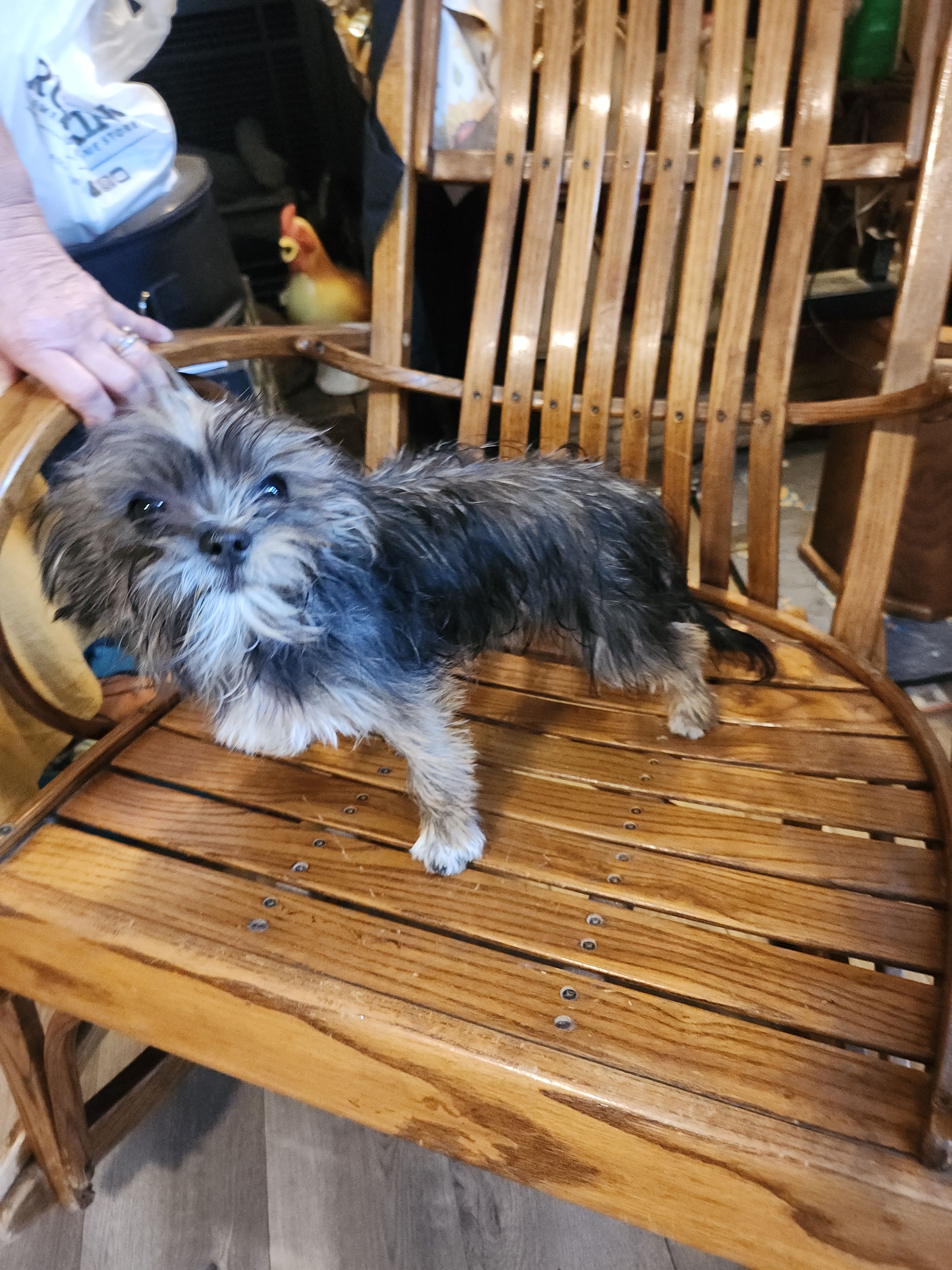 Blaze – Shih Tzu, Yorkshire Terrier puppy for sale in Jewett, IL