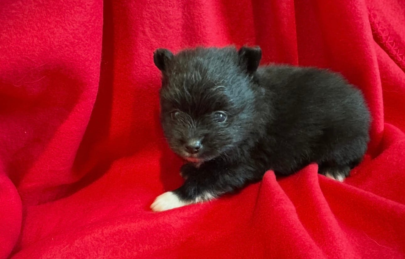Storm – Pomeranian puppy for sale in Lebanon, MO
