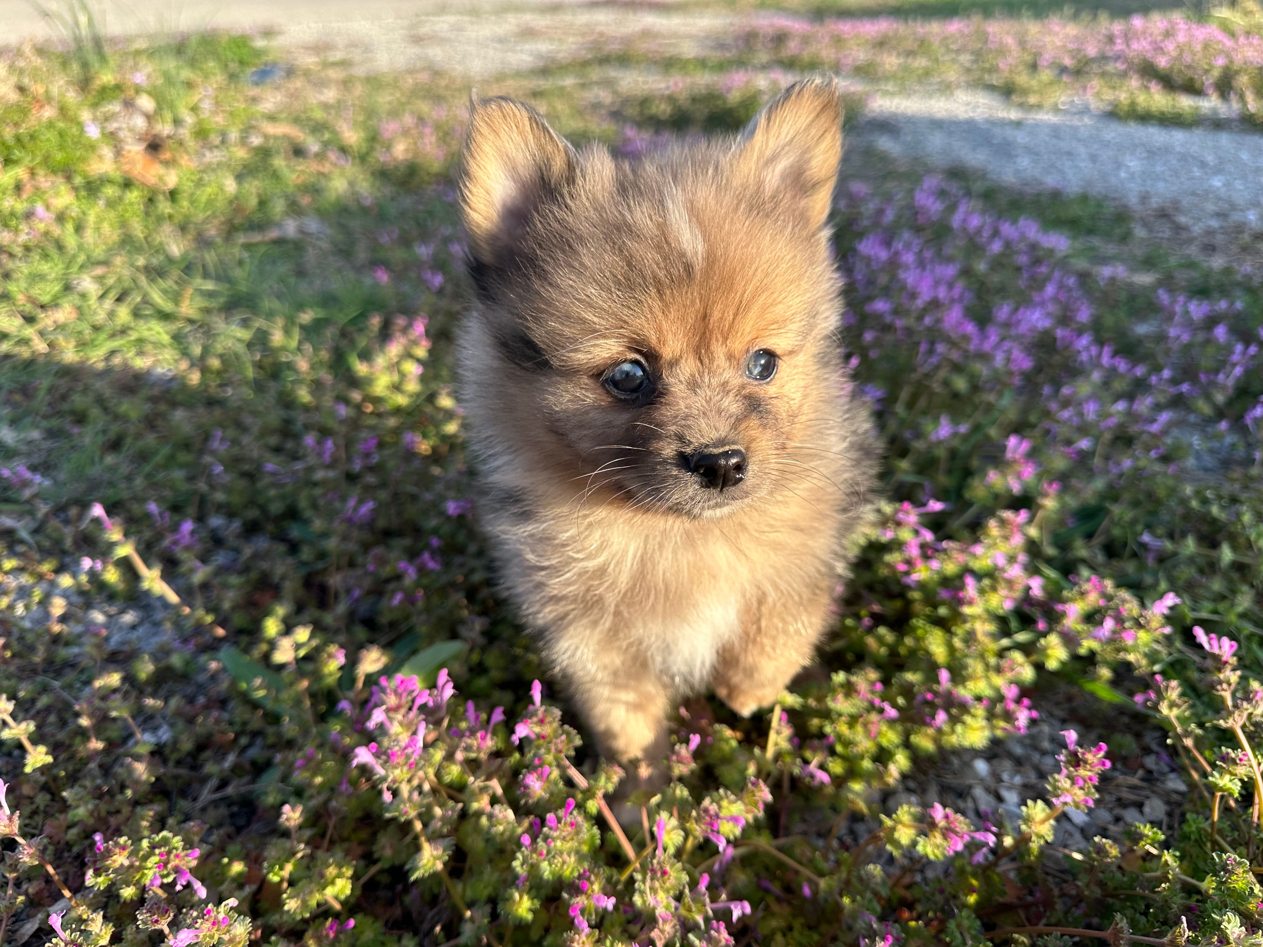 Hoss – Pomeranian puppy for sale in Lebanon, MO